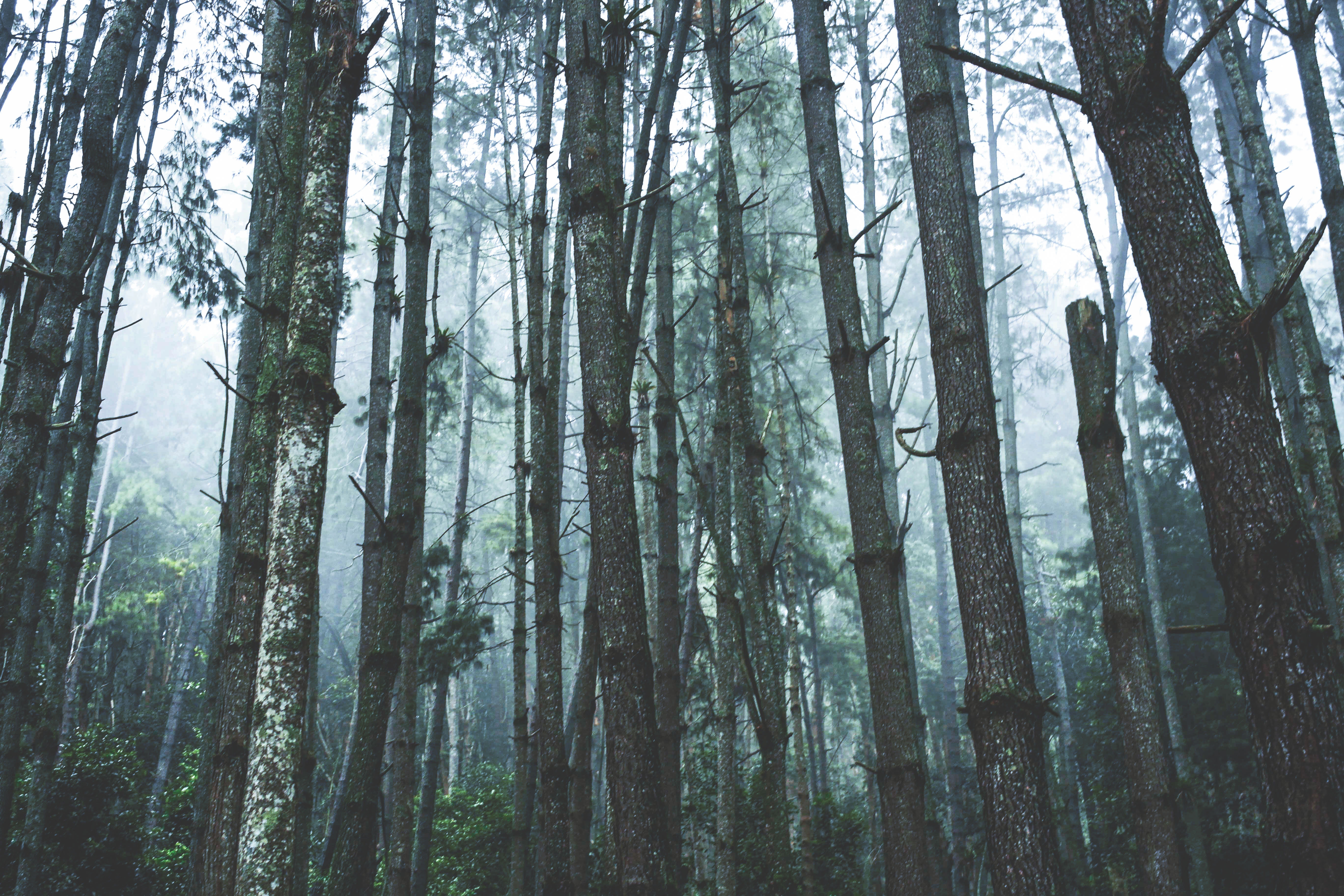 Misty forest with tall trees and green foliage HD Wallpaper