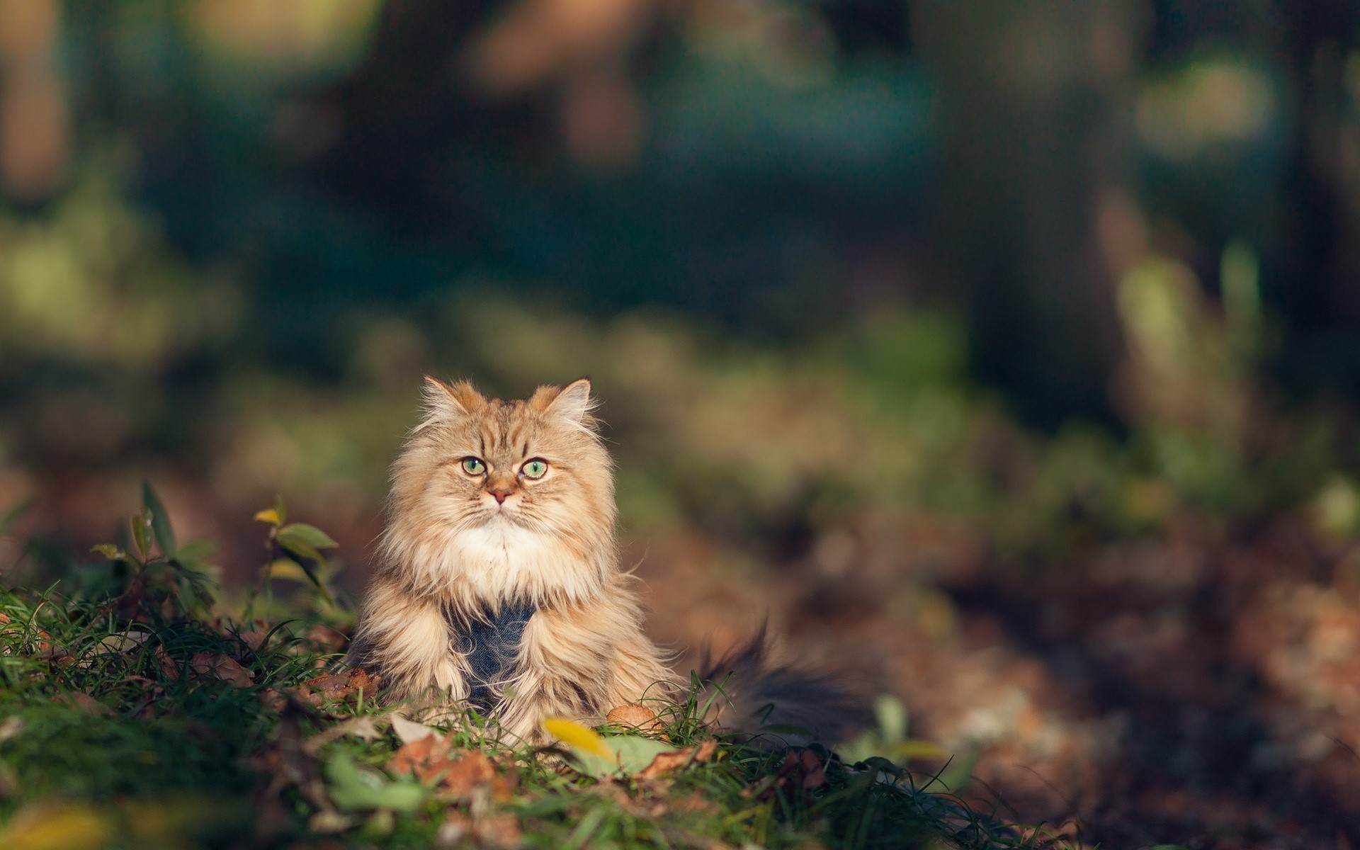 Furry cat sitting in grass during autumn HD Wallpaper