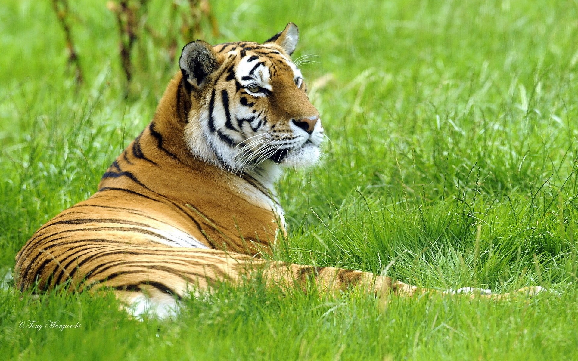 Tiger lying in green grass HD Wallpaper