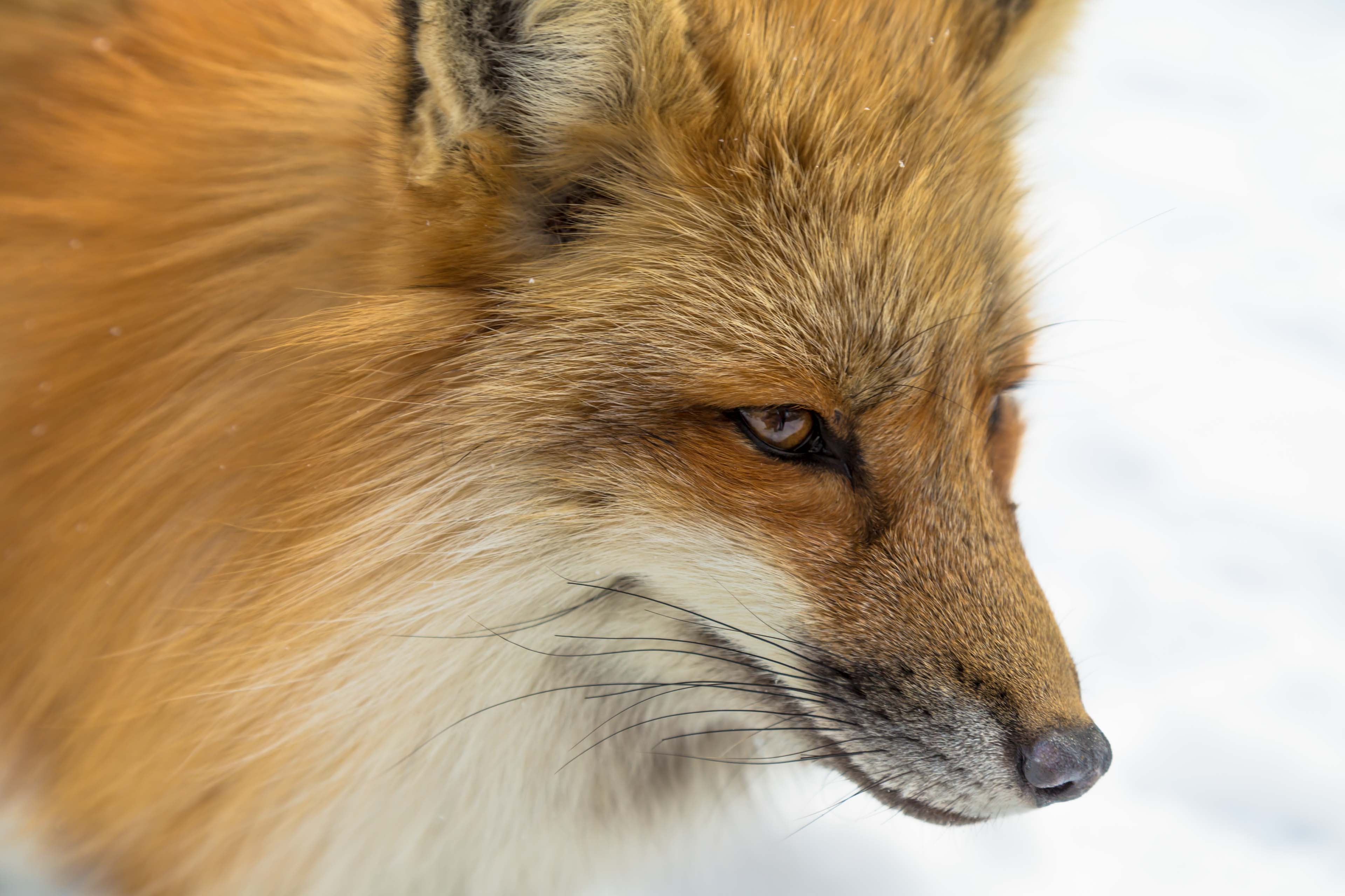 Close-up portrait of a red fox in winter HD Wallpaper