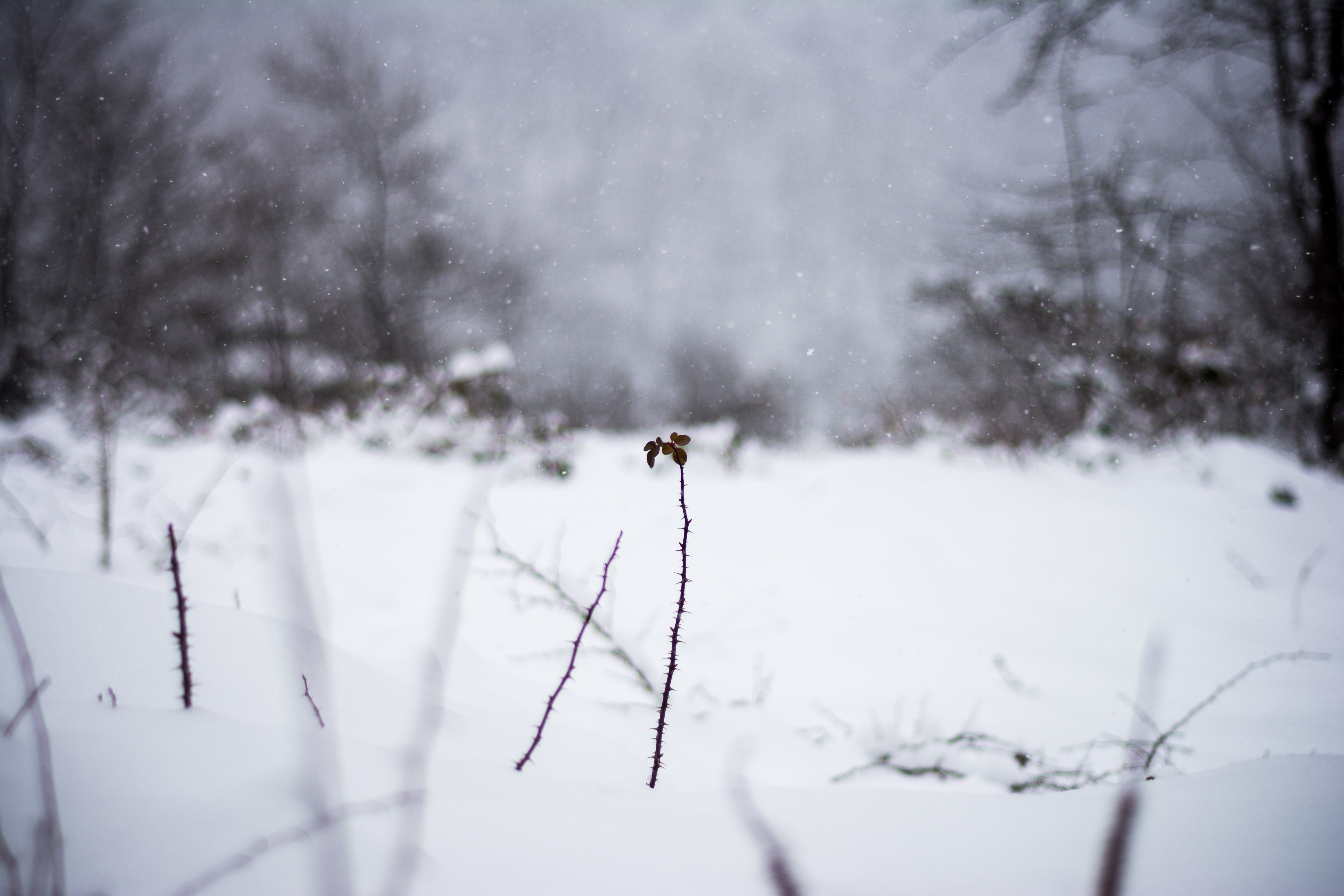 A lone thorny twig stands in the snow during winter. HD Wallpaper