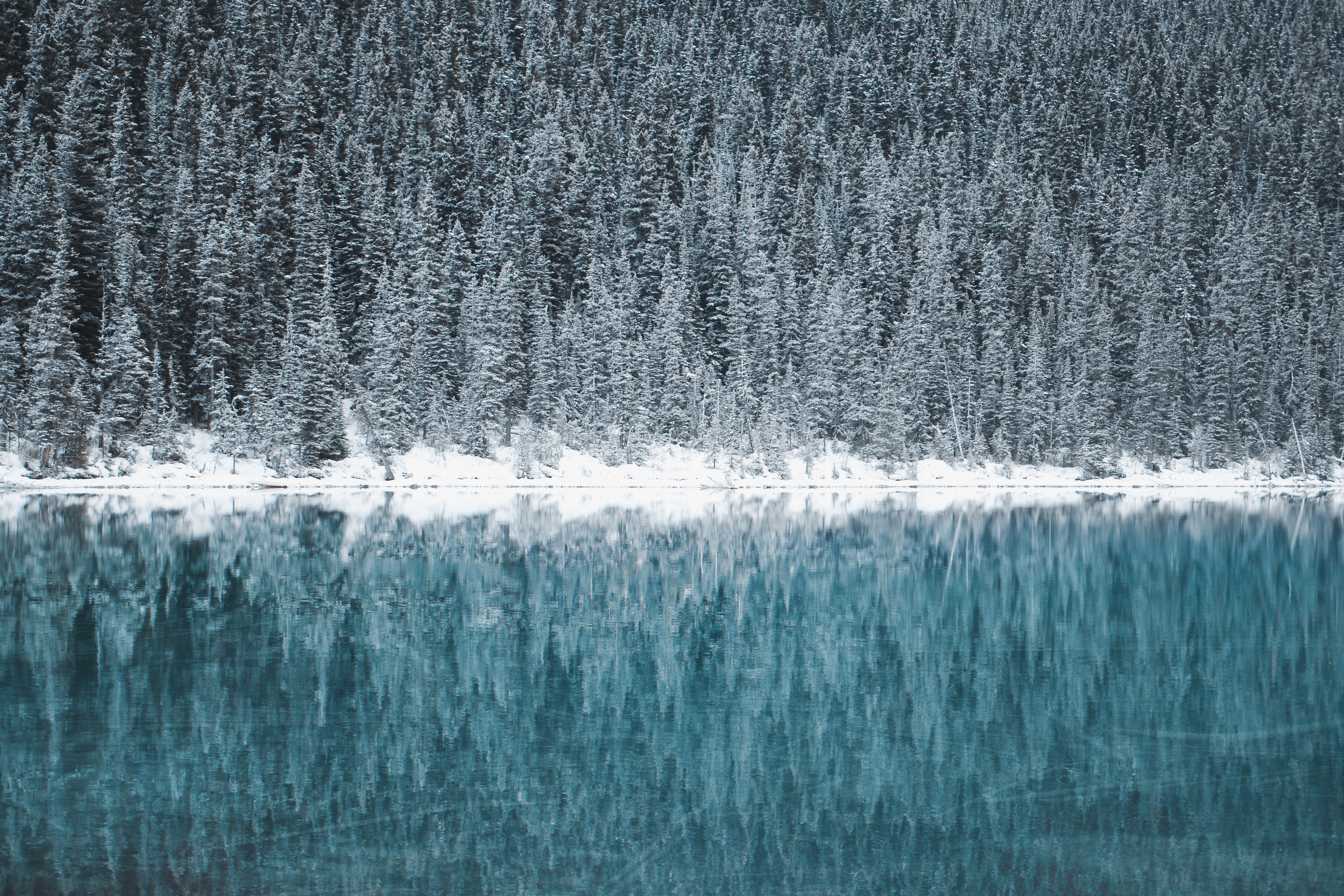 Snowy pine forest reflected in a lake HD Wallpaper