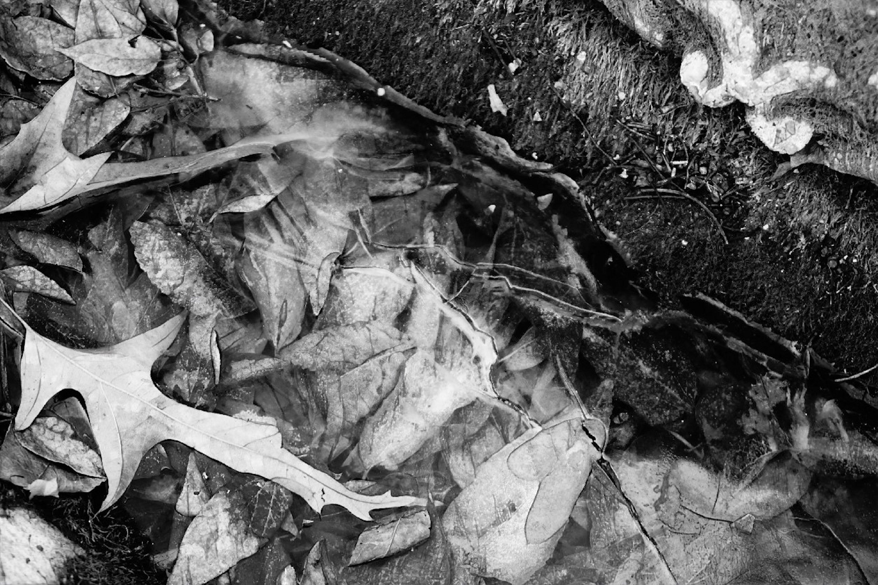Frozen leaves on the forest floor HD Wallpaper