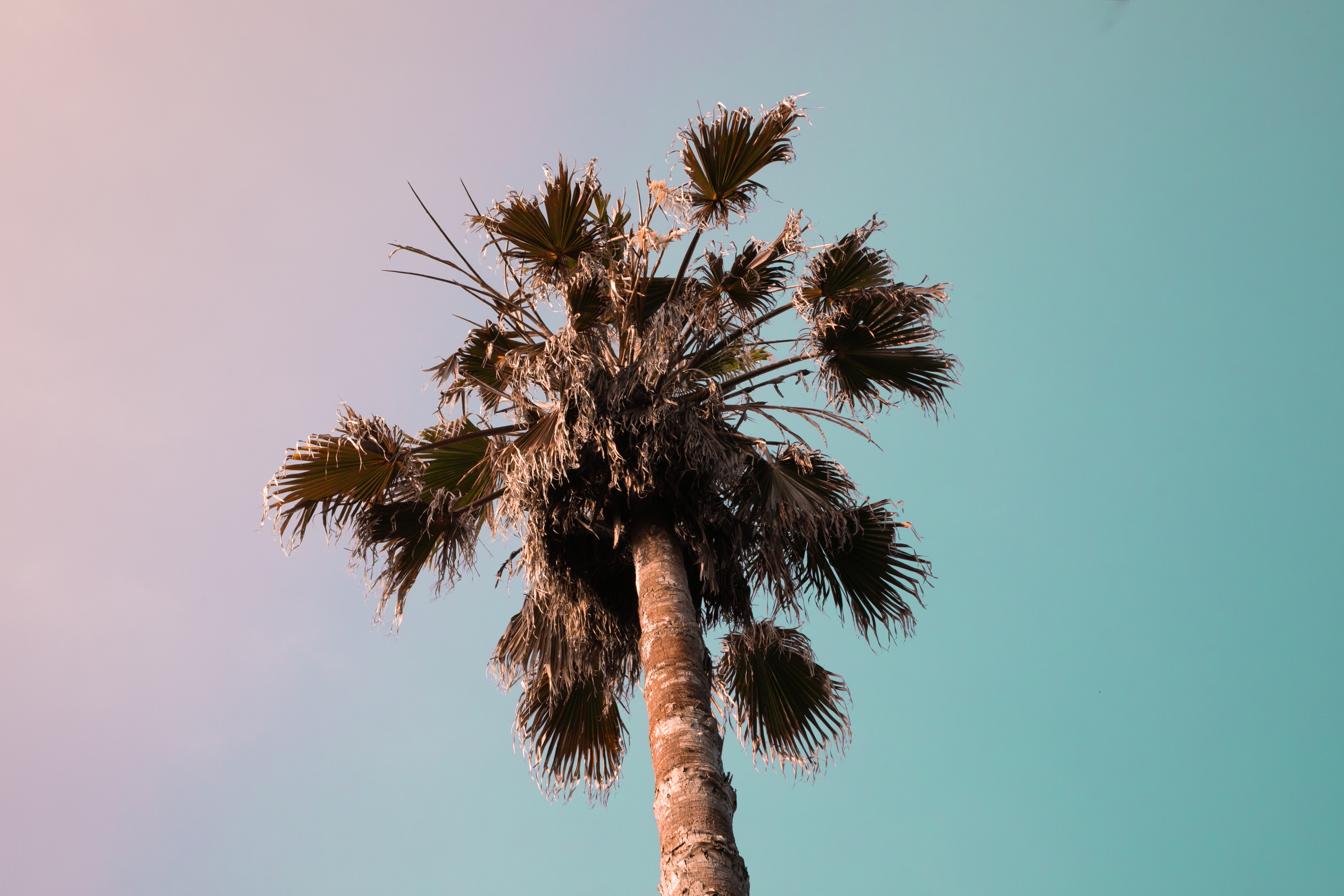 Palm tree against a gradient sky HD Wallpaper