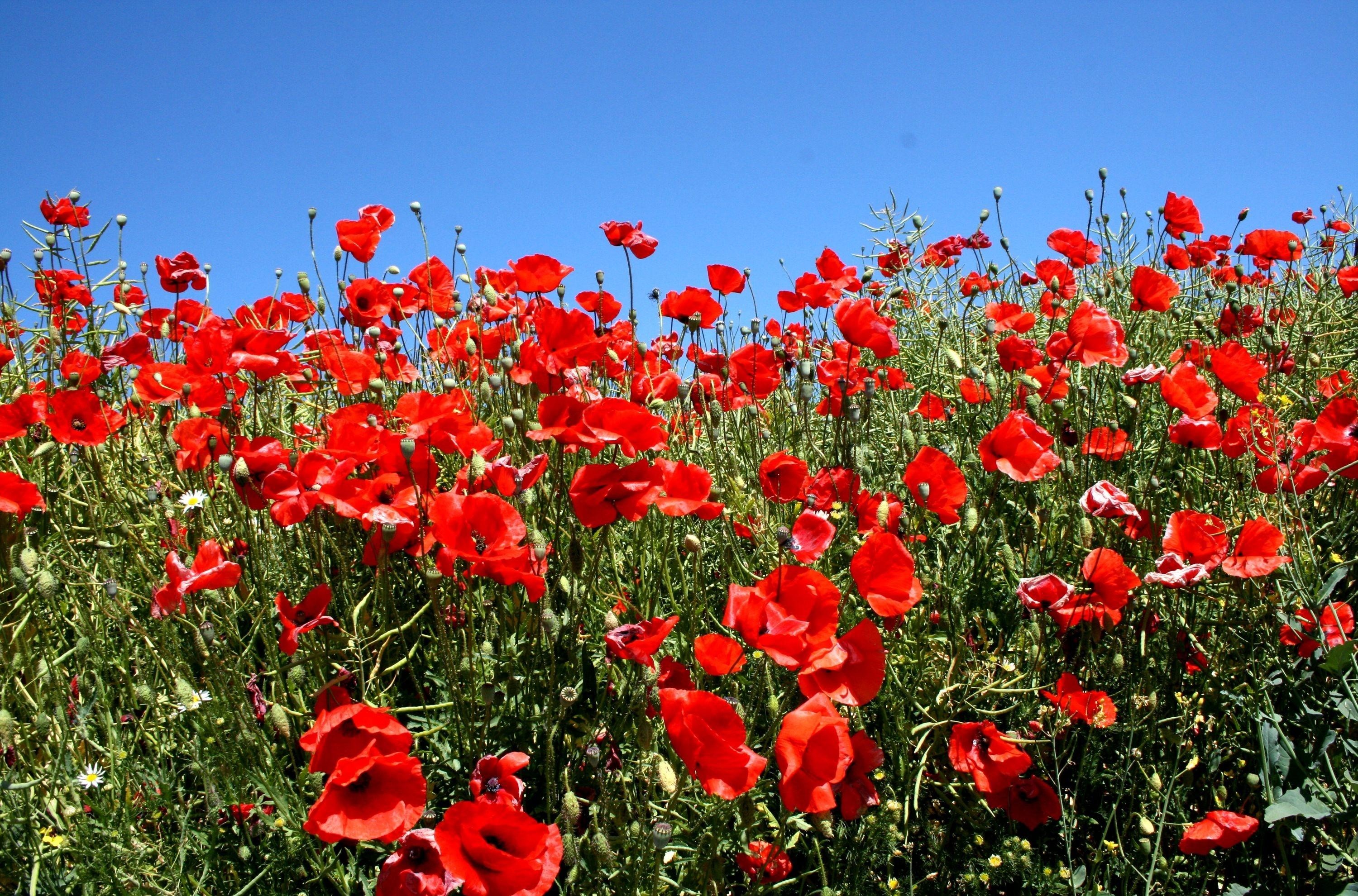 Field of red poppies under a clear blue sky HD Wallpaper