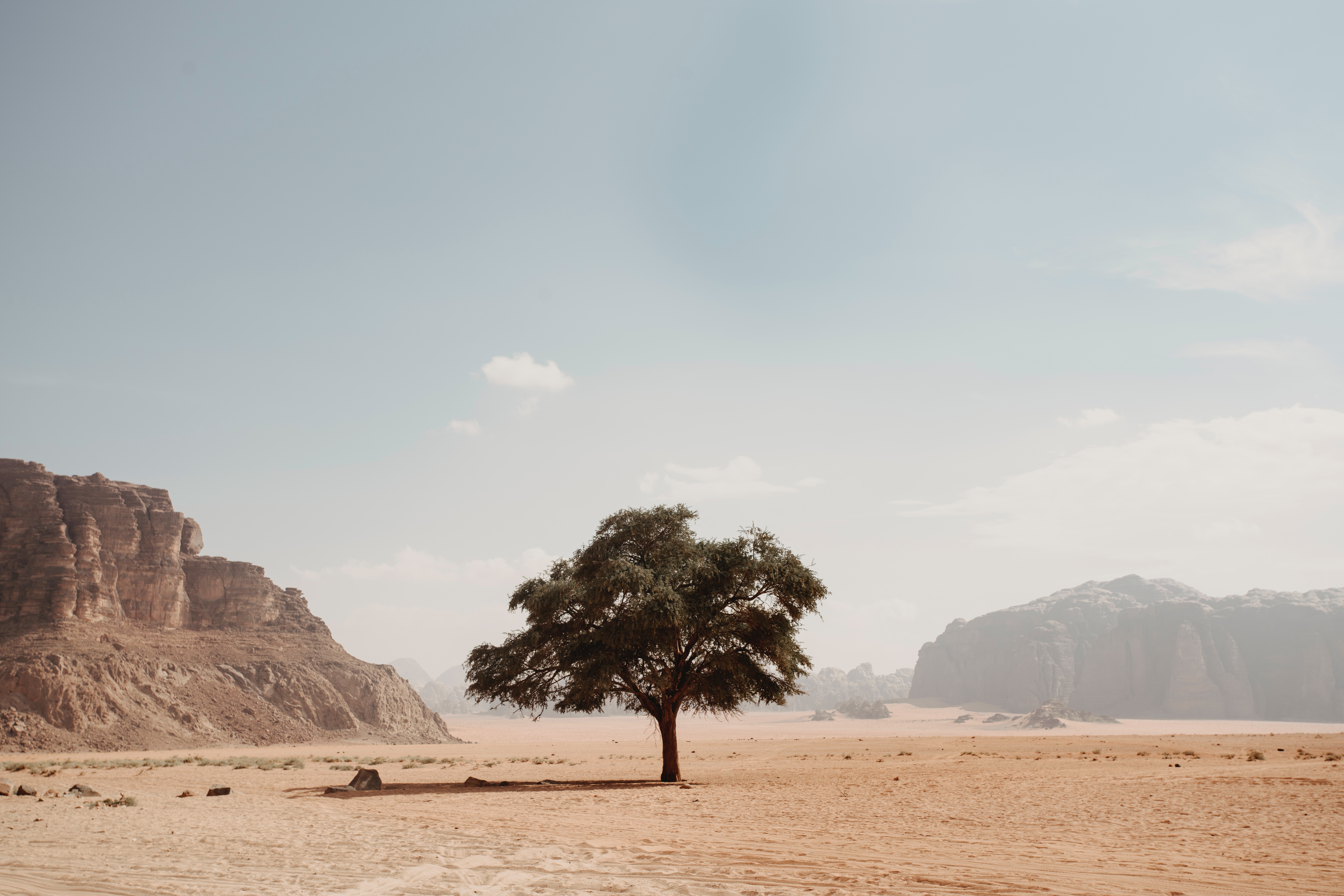 A lone tree stands in a desert landscape with mountains HD Wallpaper