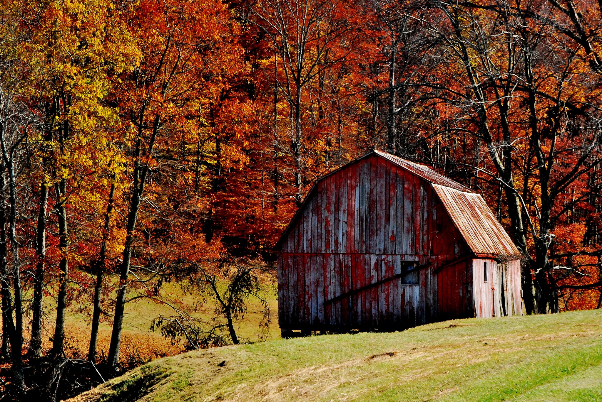 Rustic red barn in autumn forest HD Wallpaper