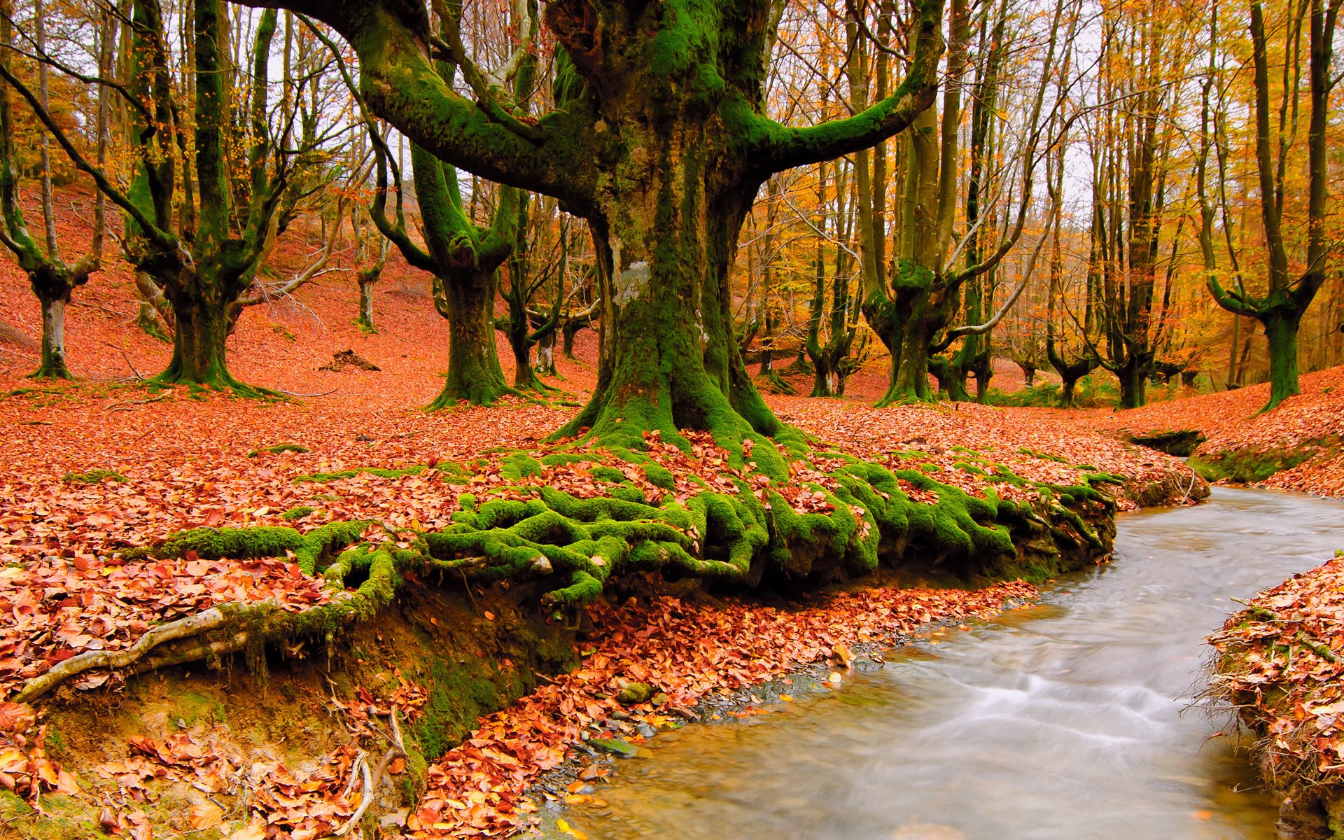 Autumn forest with stream and mossy trees HD Wallpaper