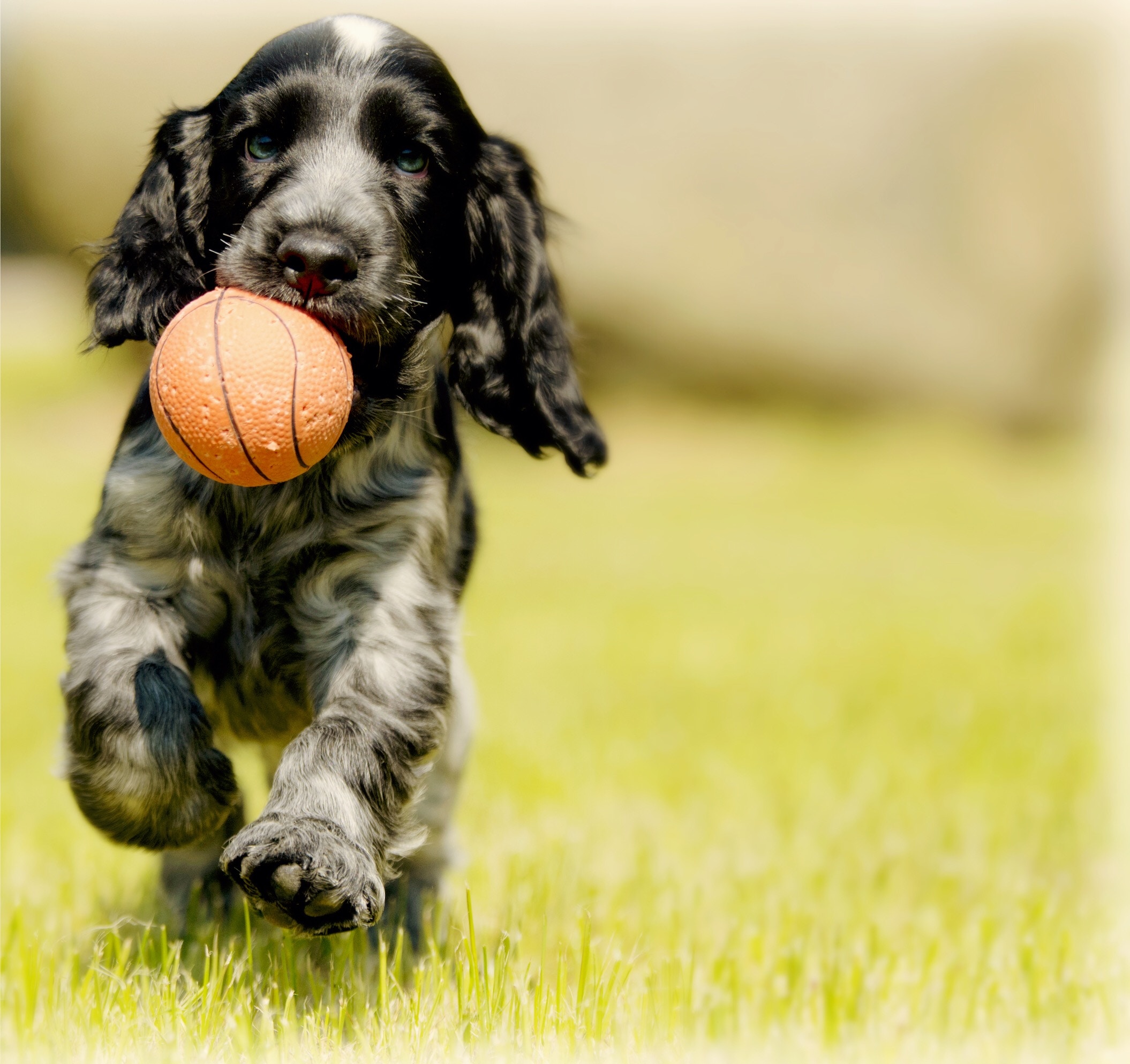A dog runs with a ball in its mouth HD Wallpaper