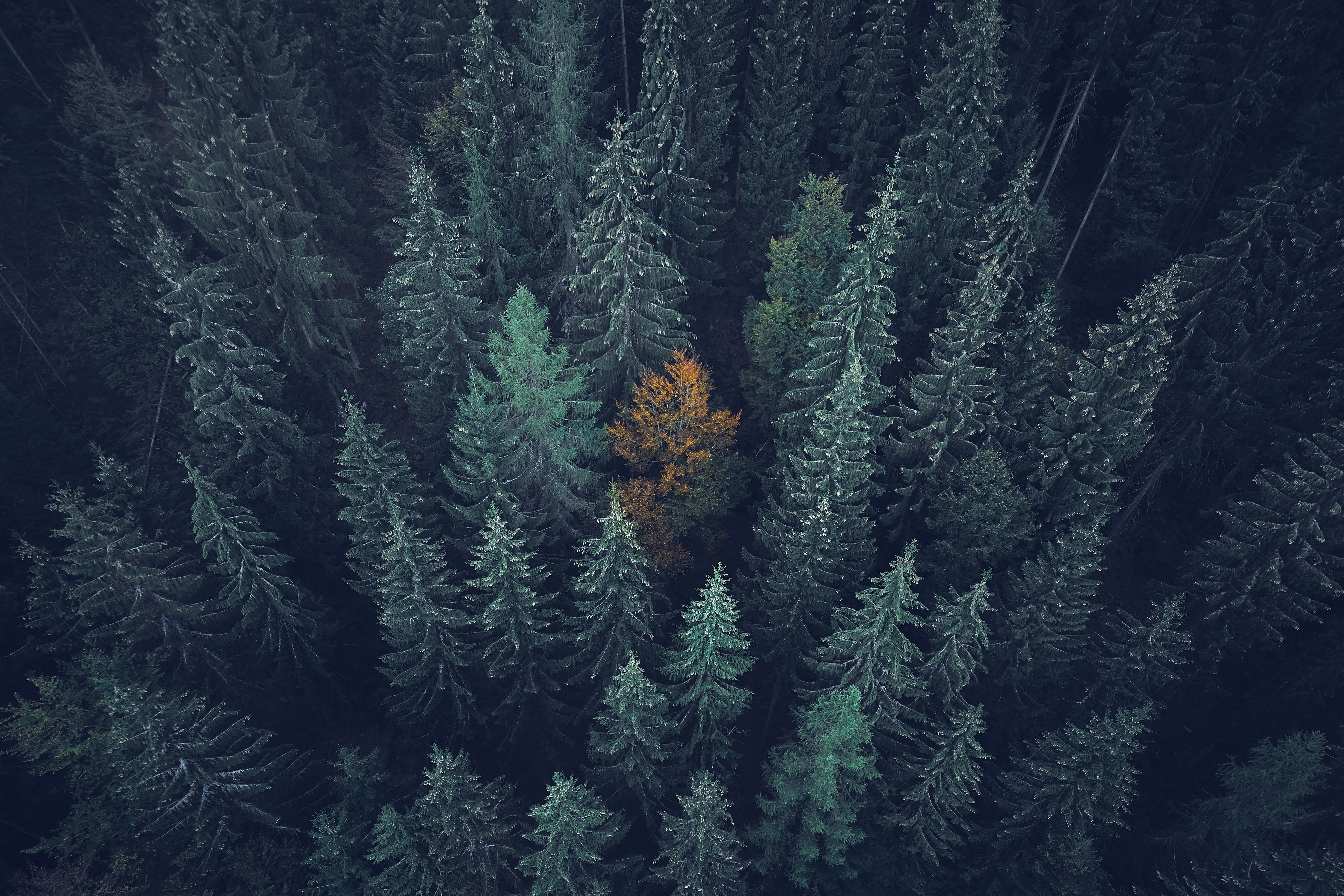 Aerial view of a forest with a single orange tree HD Wallpaper