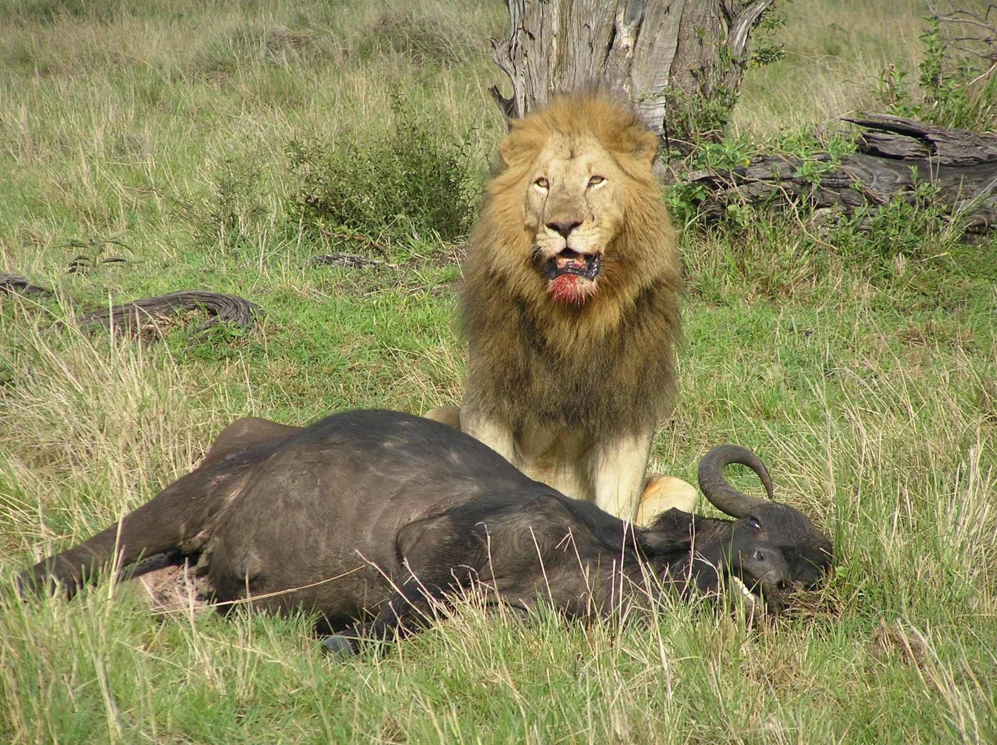 Lion with a kill in the savanna HD Wallpaper