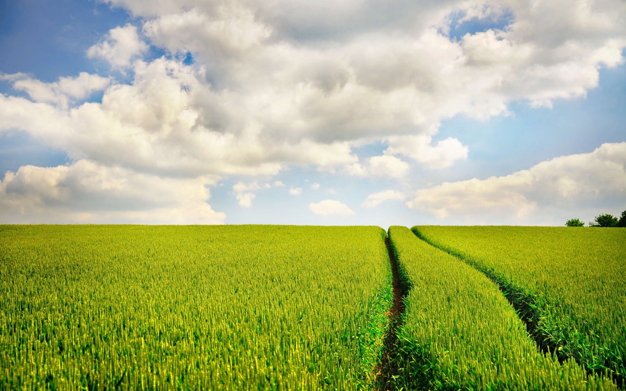 Green wheat field with clouds and blue sky HD Wallpaper