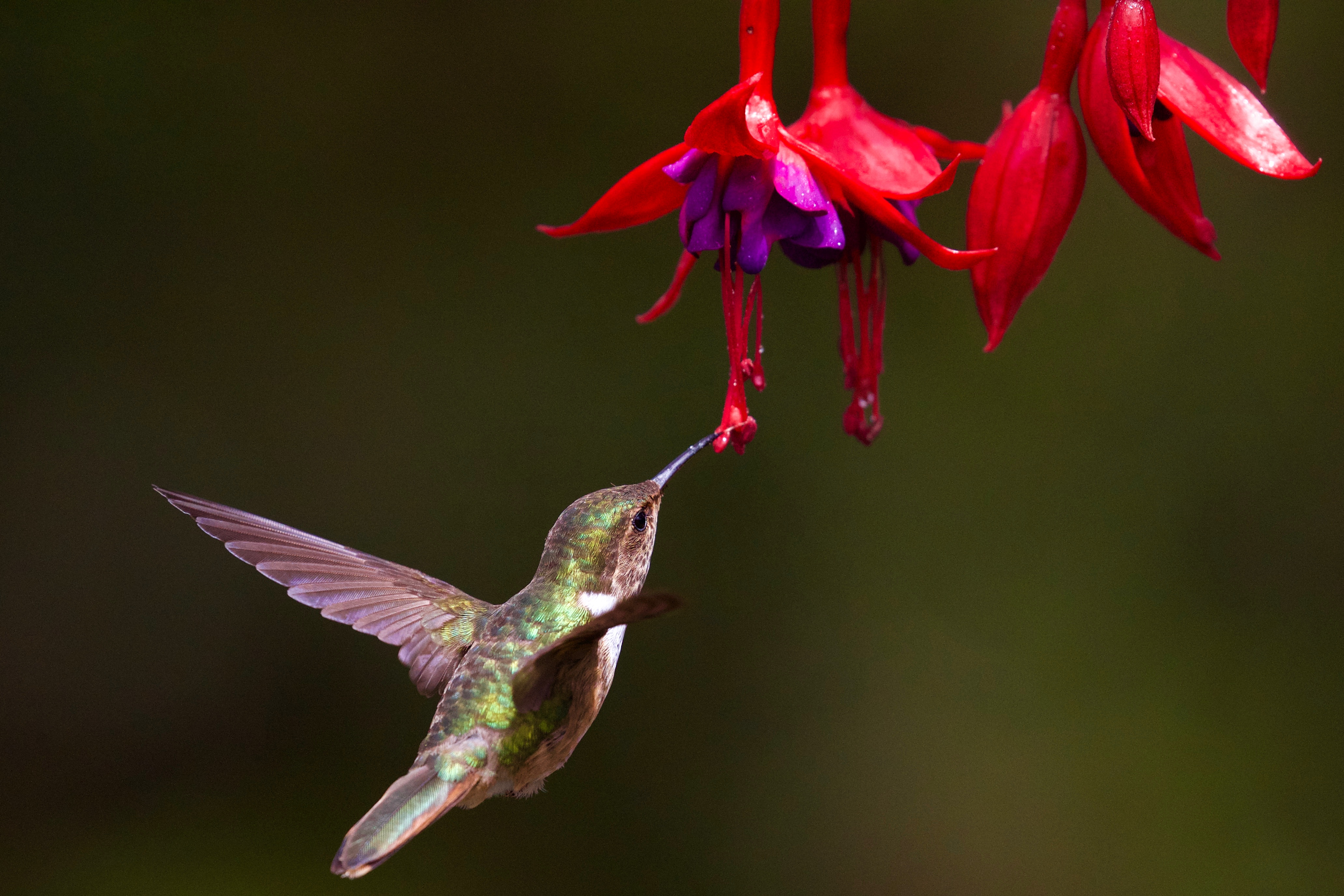 Hummingbird feeding on red and purple fuchsia flowers HD Wallpaper