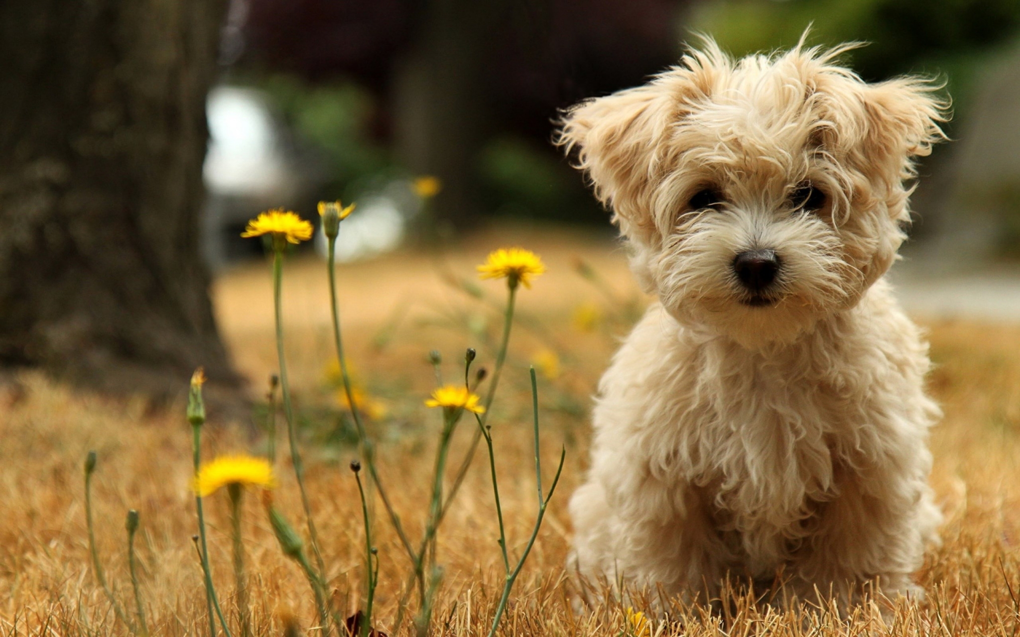 Cute fluffy puppy sitting in grass with yellow flowers HD Wallpaper