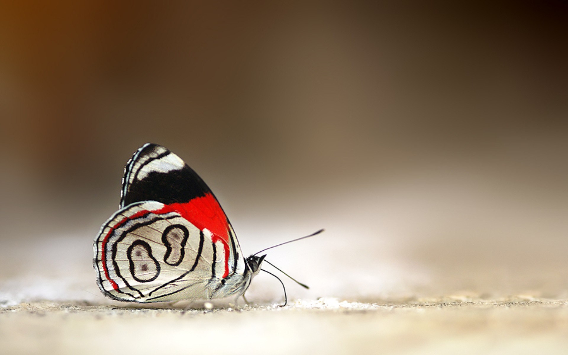 Close-up of a colorful butterfly on a textured surface HD Wallpaper
