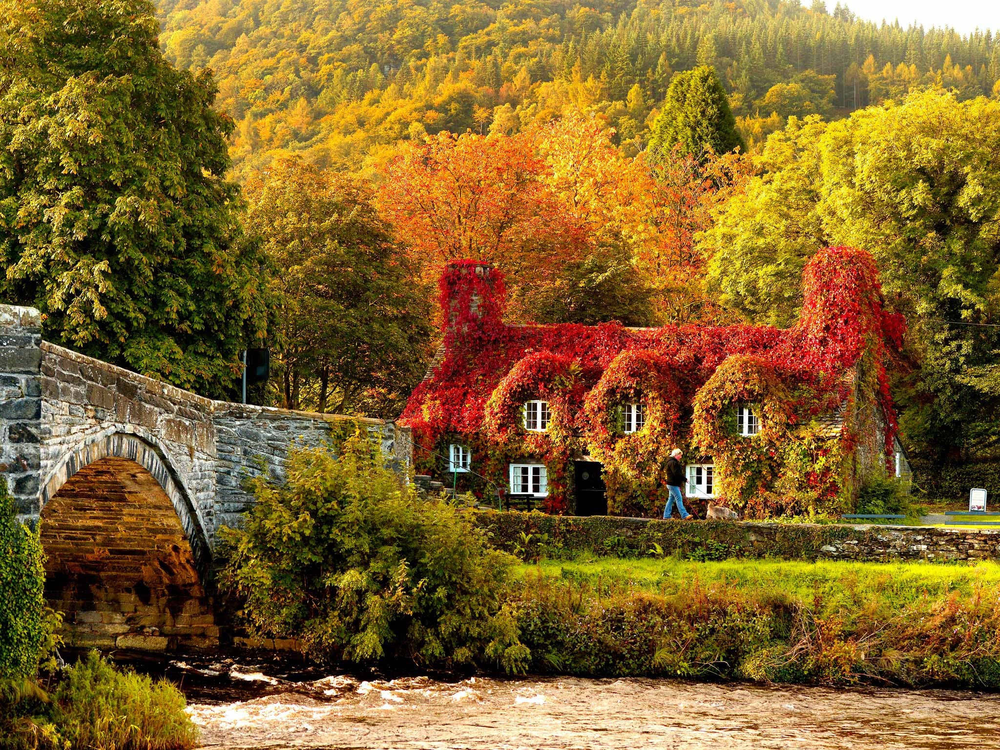 Stone bridge and house covered in red ivy during autumn HD Wallpaper