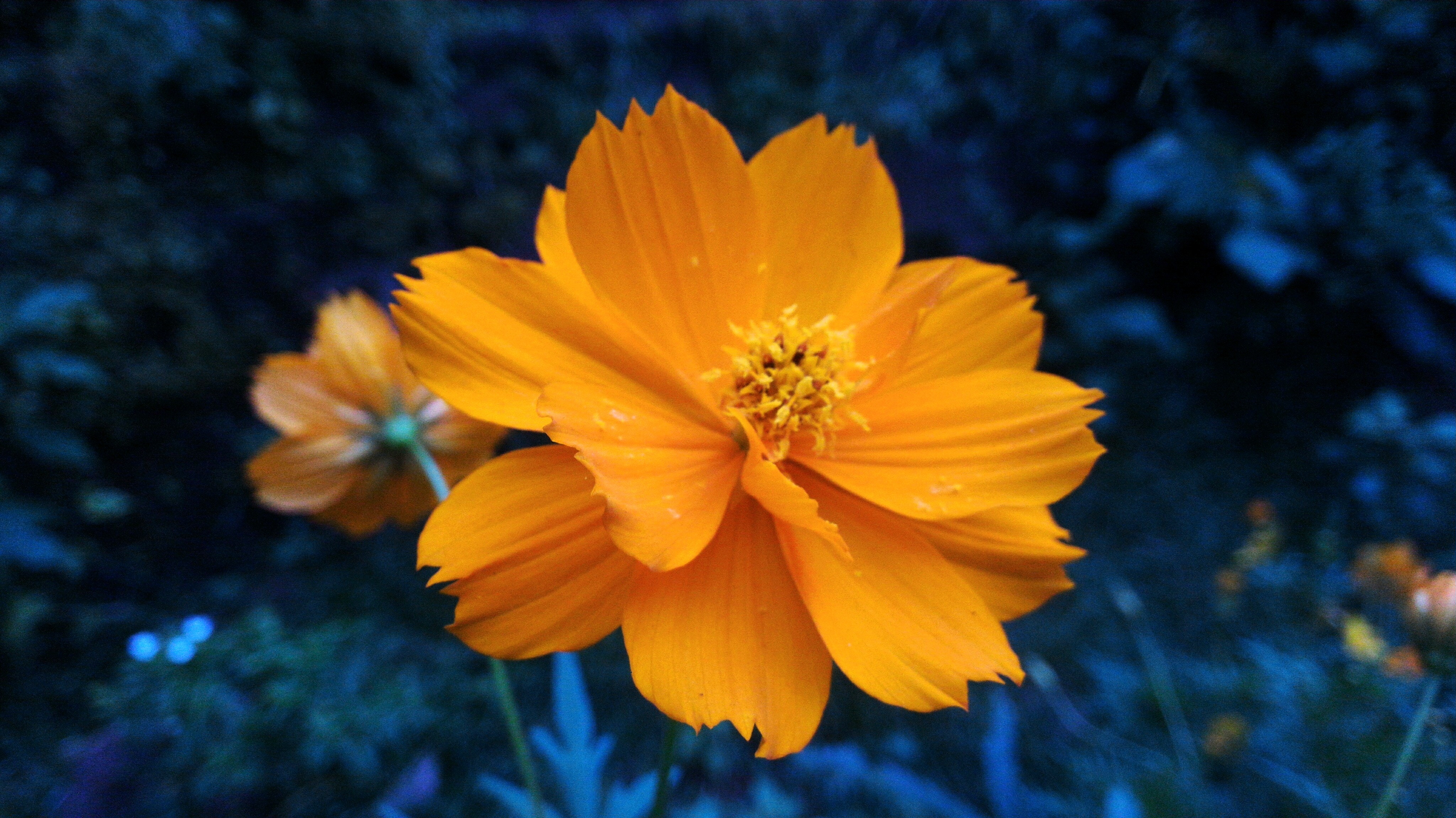 Orange Cosmos Flower with Bokeh Background HD Wallpaper
