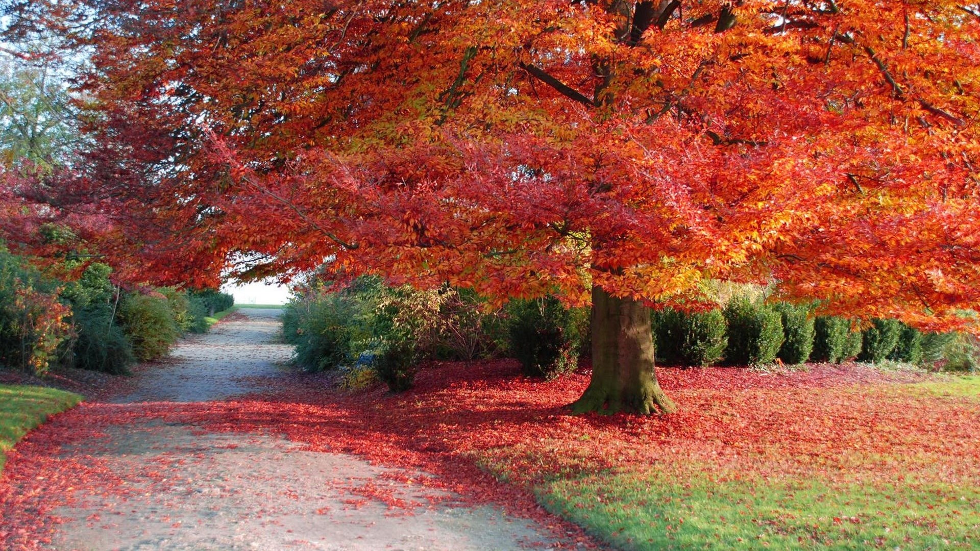 Autumn tree with red leaves and a path HD Wallpaper