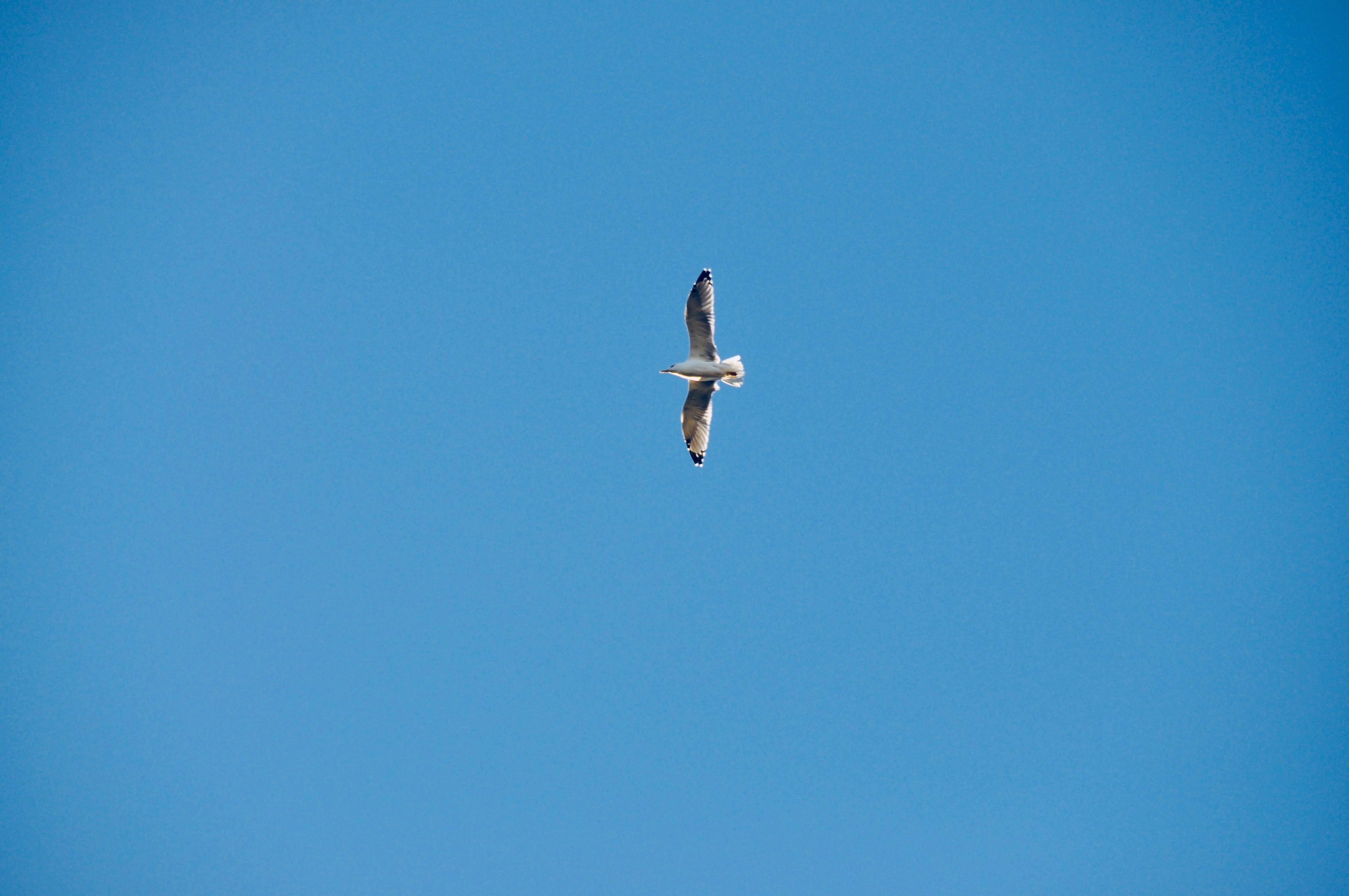 Seagull flying in a clear blue sky HD Wallpaper