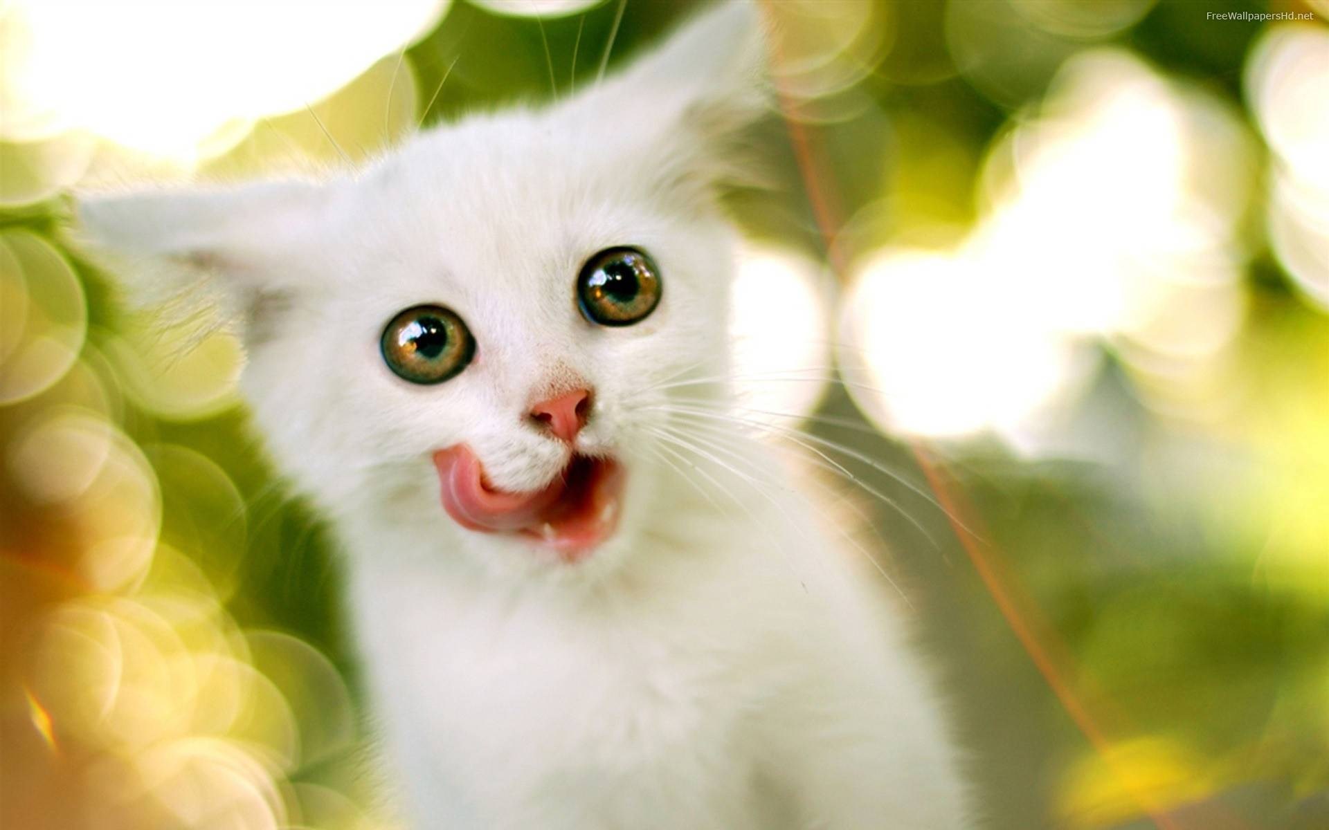 White kitten licking its nose with green bokeh background HD Wallpaper