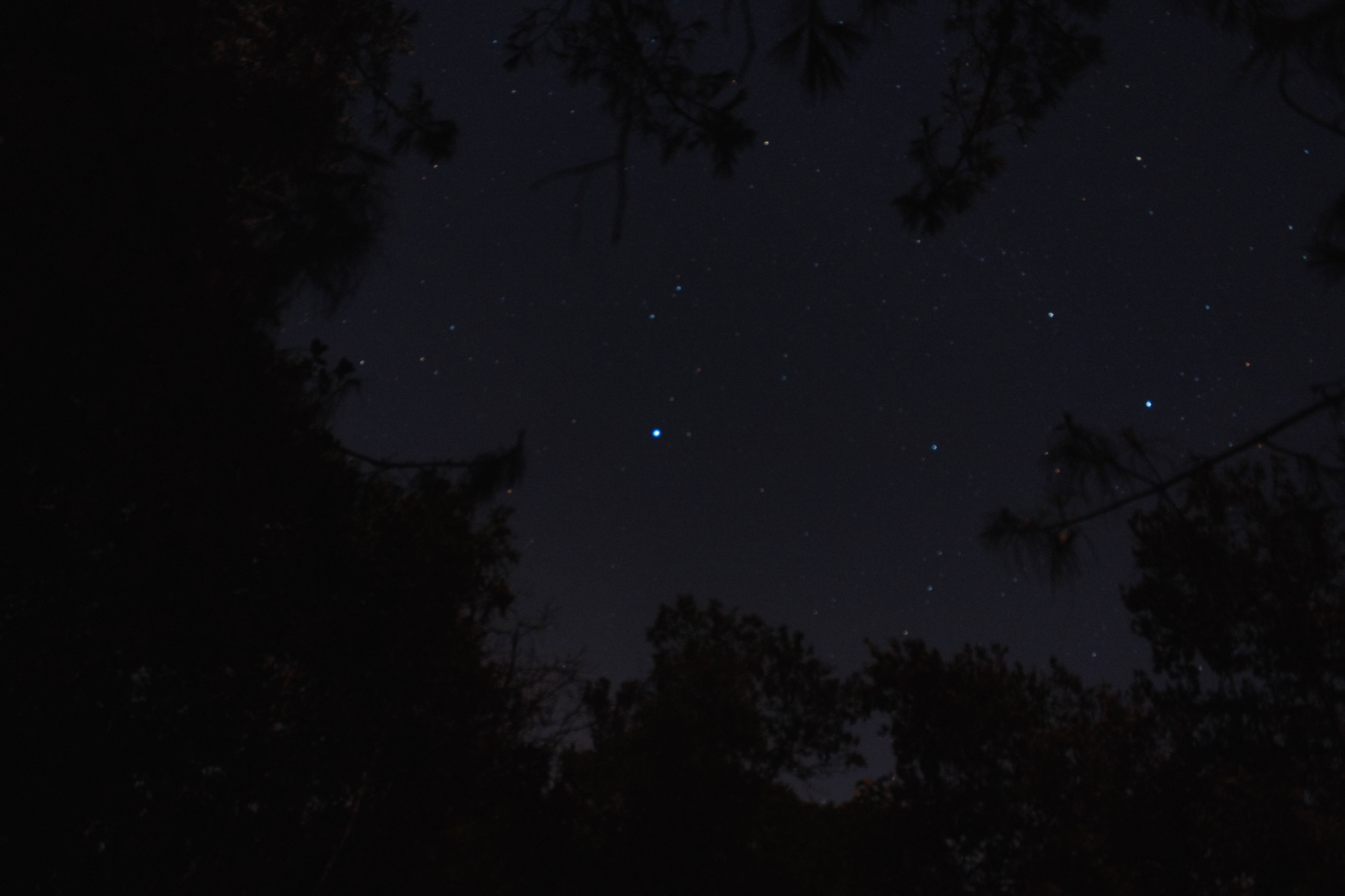 Night sky with stars and trees HD Wallpaper