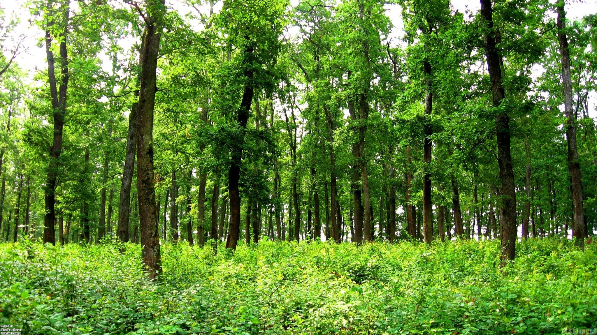 Green forest with tall trees and dense undergrowth HD Wallpaper