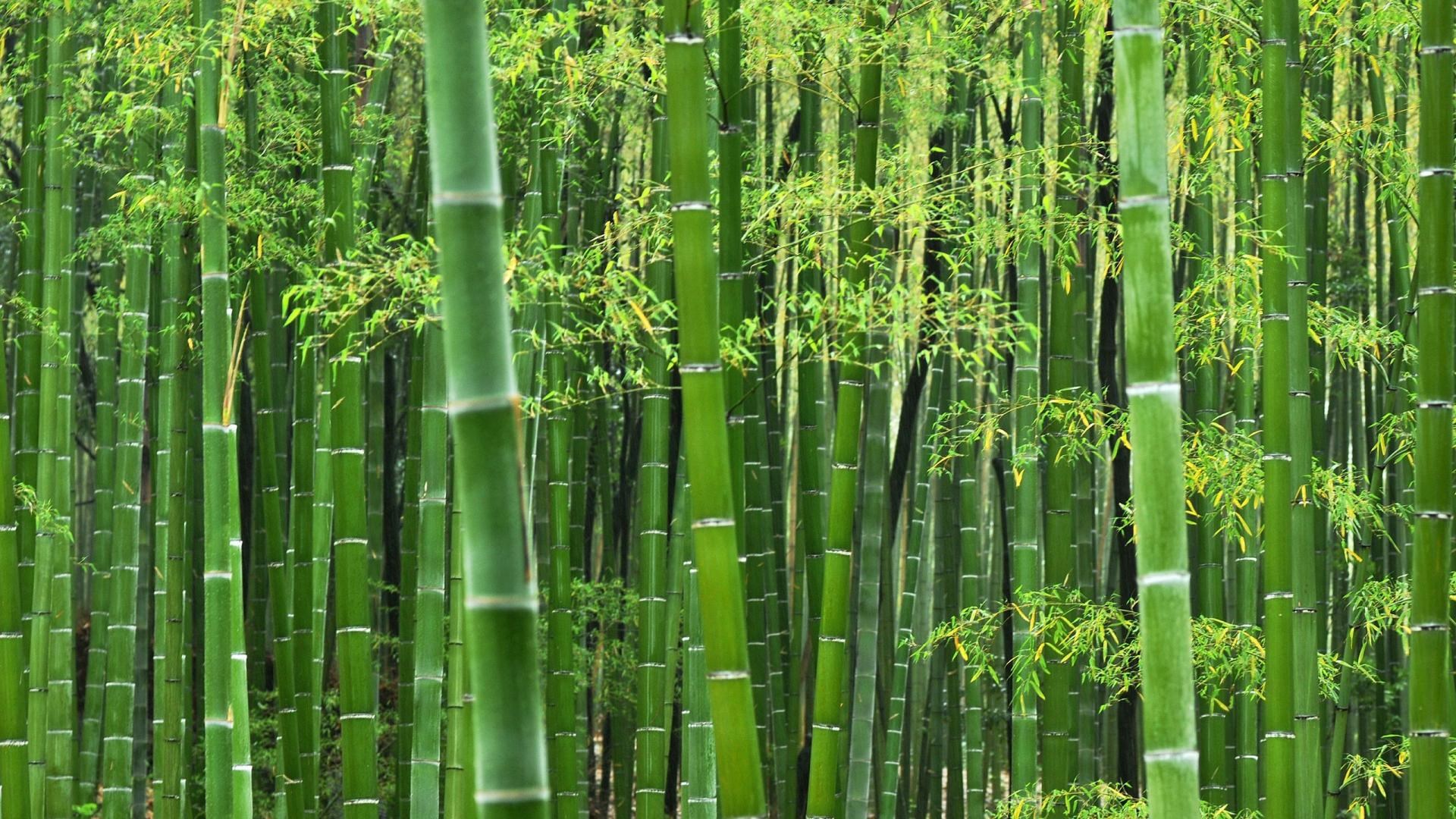 Bamboo forest with green stalks and leaves HD Wallpaper