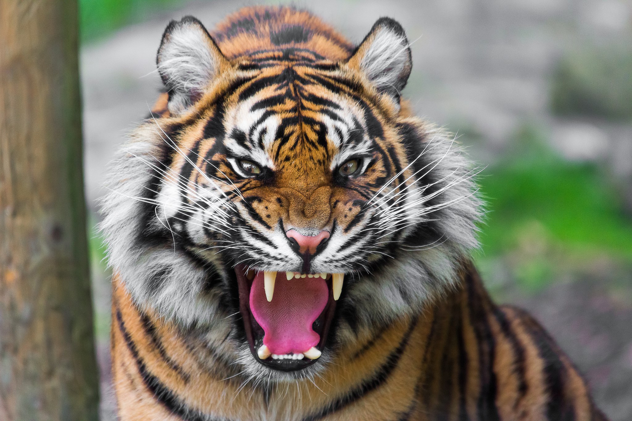 Tiger roaring with mouth open HD Wallpaper