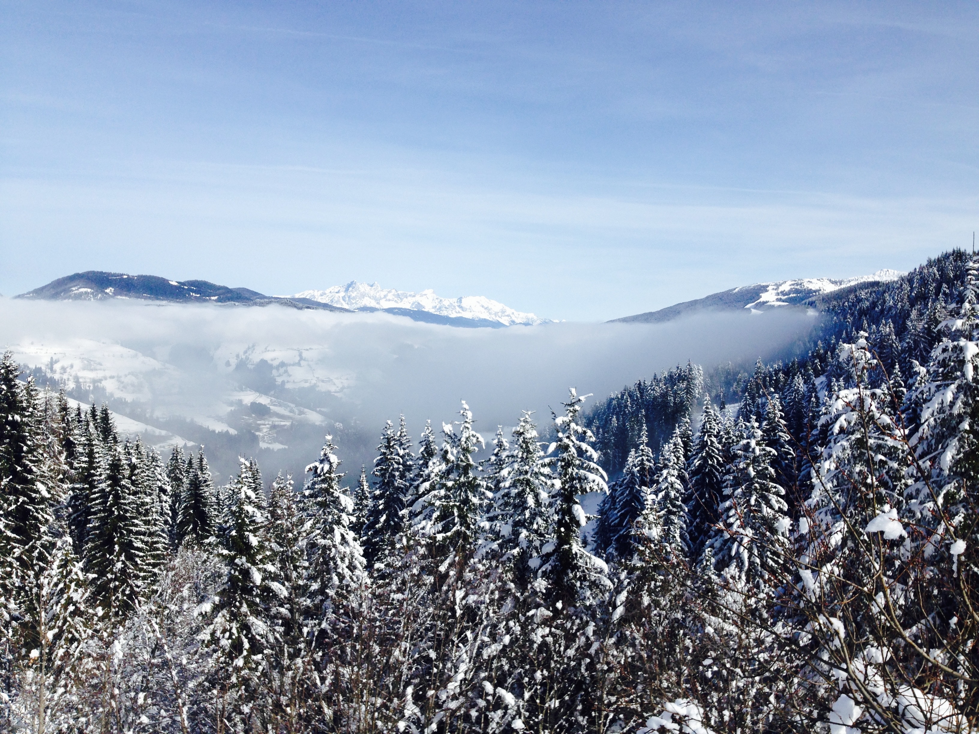 Snow-covered forest with misty mountains in the background HD Wallpaper