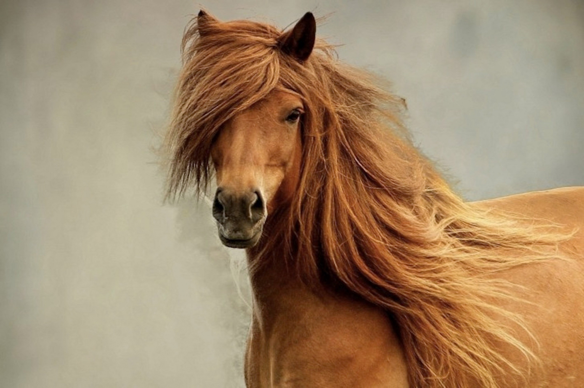 Brown horse with flowing mane HD Wallpaper