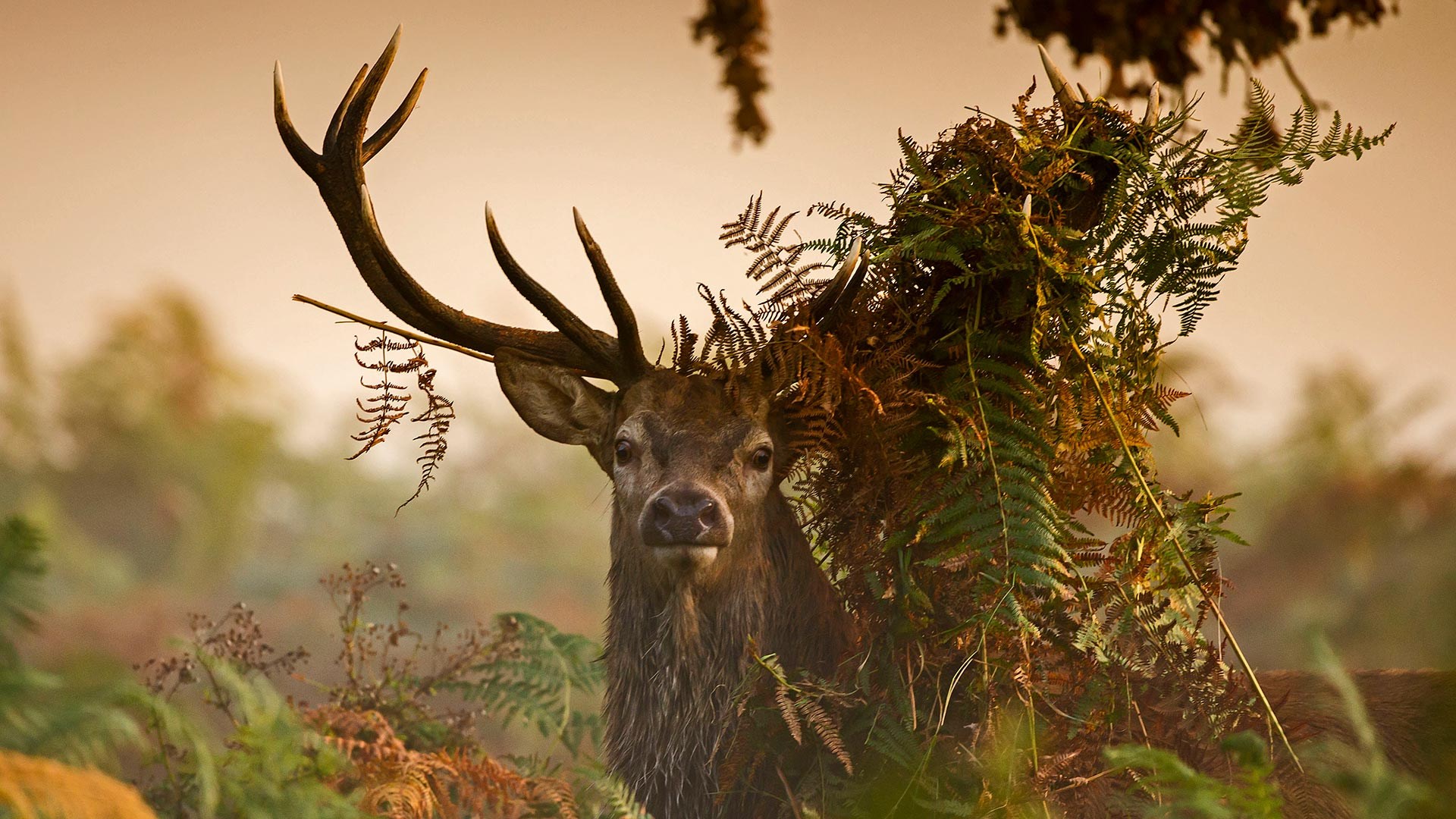 Deer with ferns on antlers in misty forest HD Wallpaper