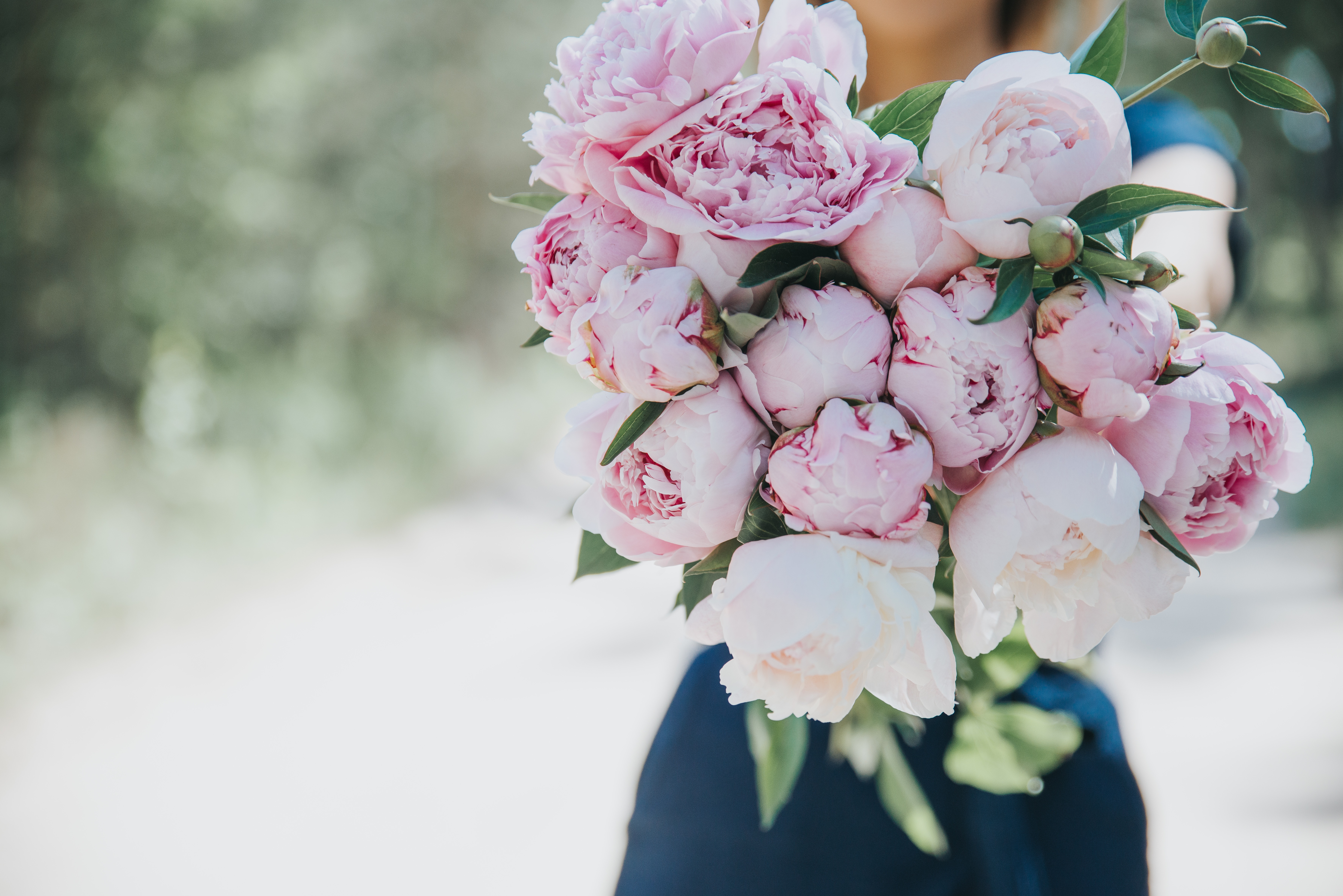 A bouquet of pink peonies held by a person HD Wallpaper