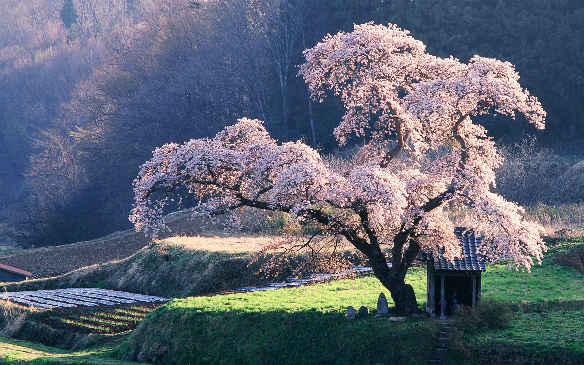Cherry blossom tree in bloom with a small shelter HD Wallpaper