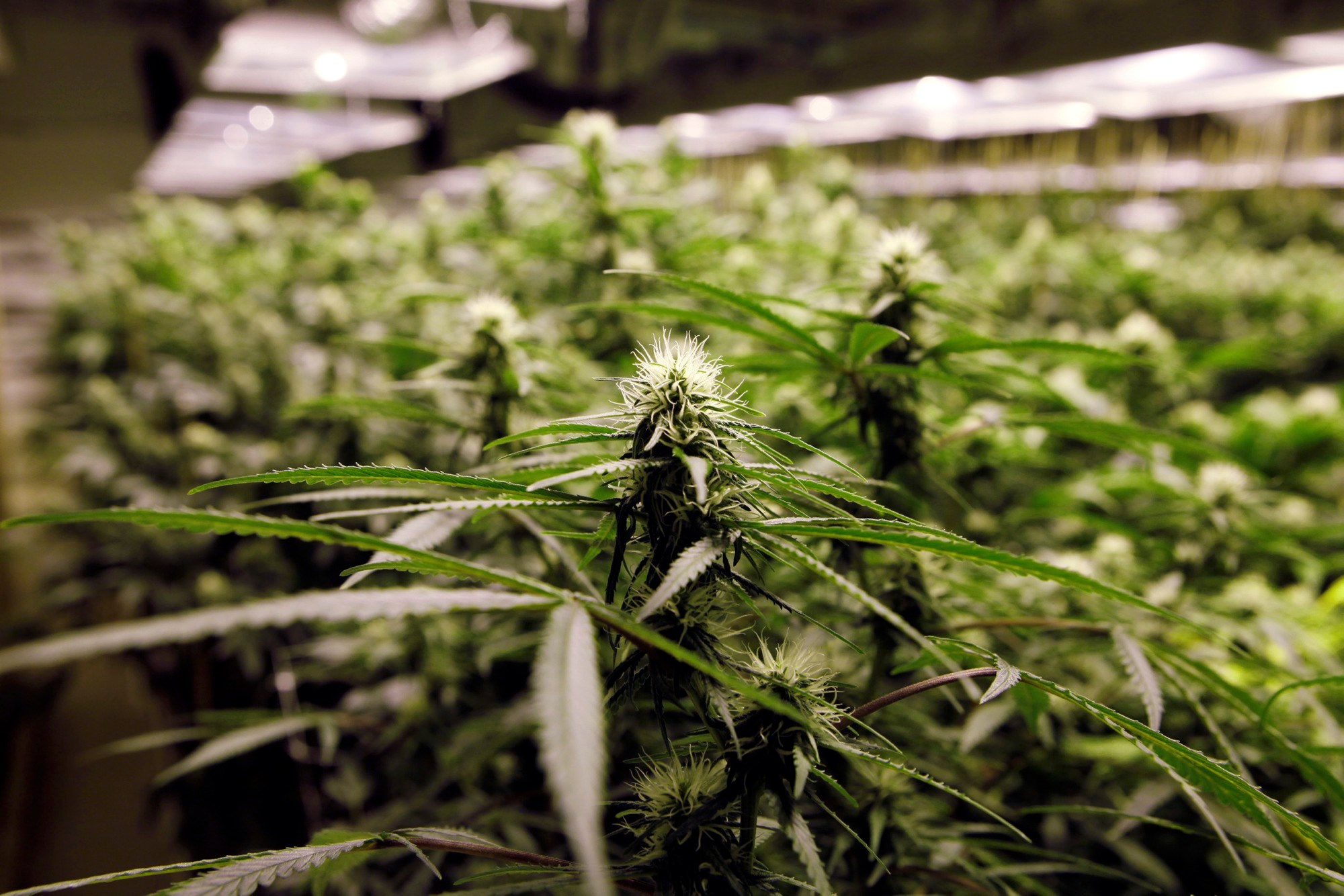 Marijuana plants growing indoors under lights HD Wallpaper