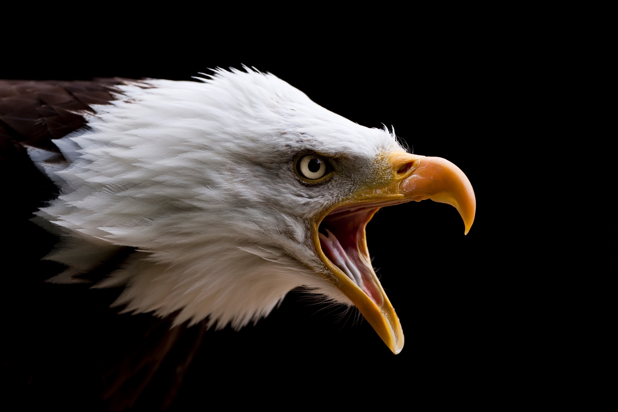 Bald Eagle Screaming Close-up HD Wallpaper