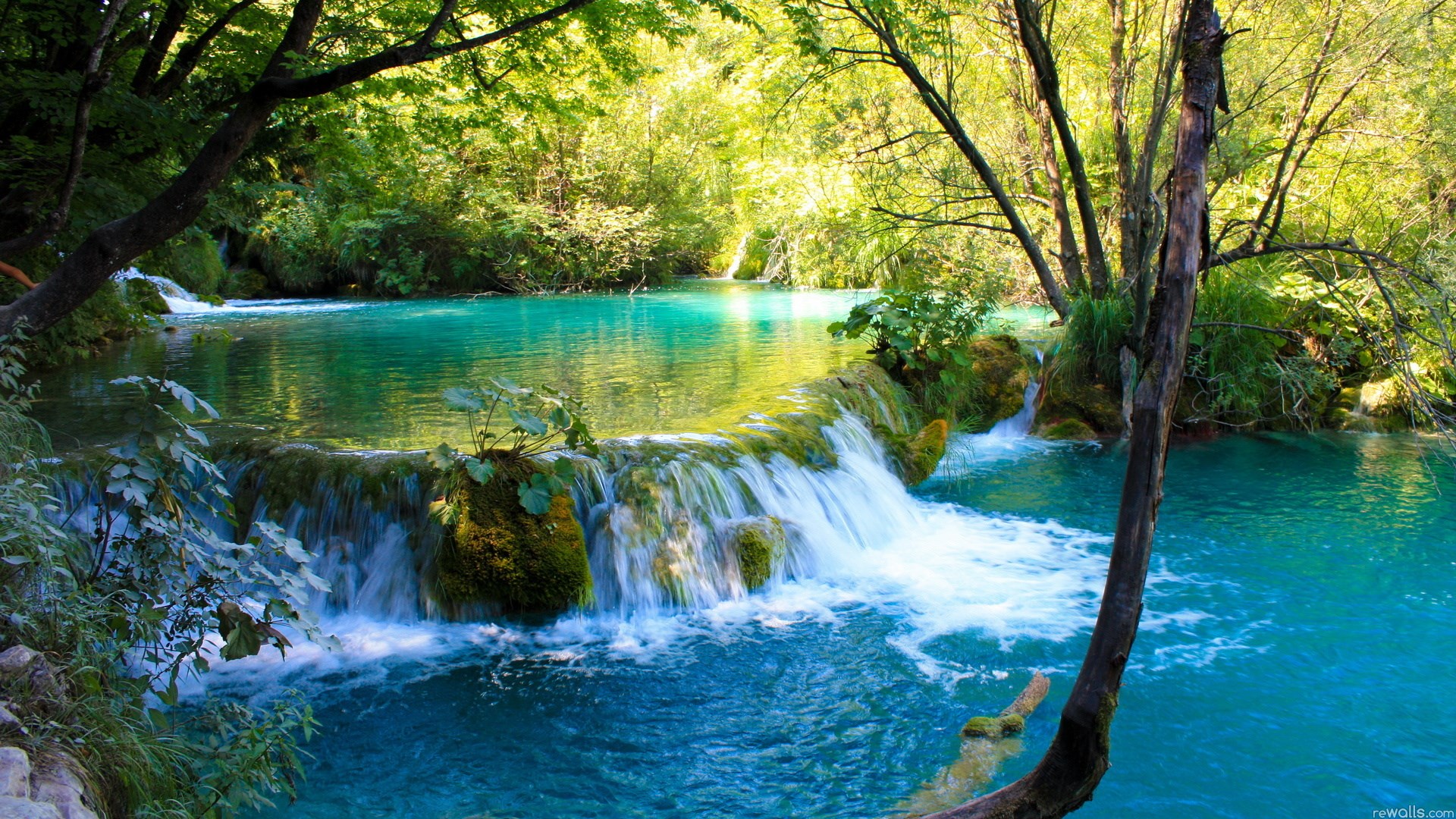 Turquoise waterfall in a lush green forest HD Wallpaper