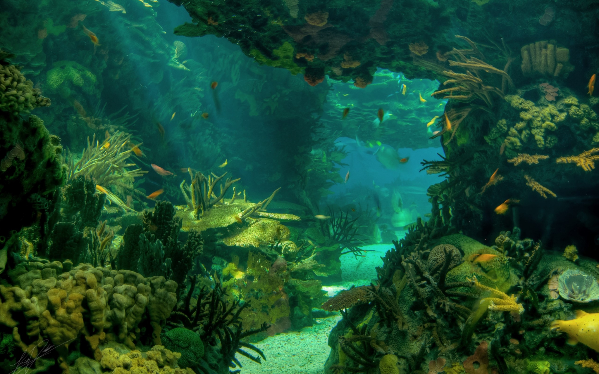 Underwater coral reef with fish HD Wallpaper
