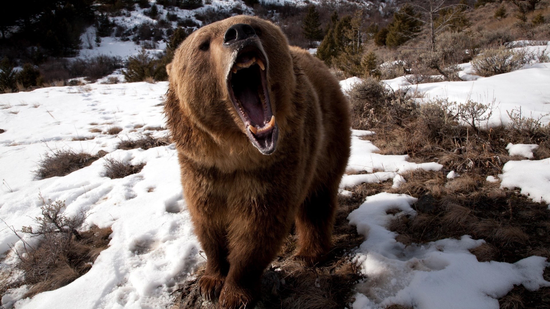 Grizzly bear yawning in a snowy landscape HD Wallpaper