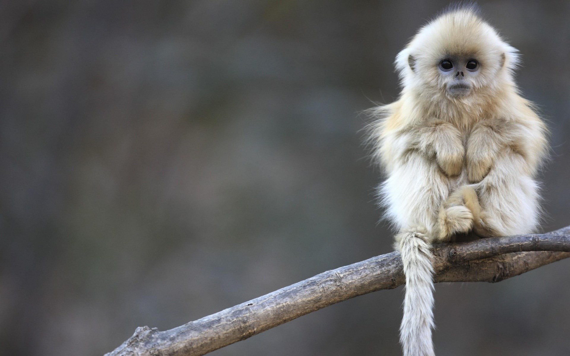 Golden Snub-nosed Monkey Sitting on a Branch HD Wallpaper