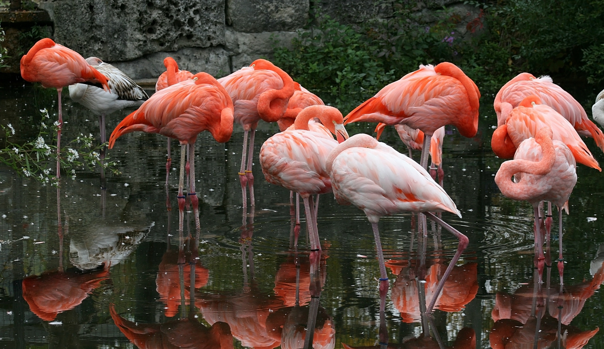 A flock of flamingos standing in water HD Wallpaper