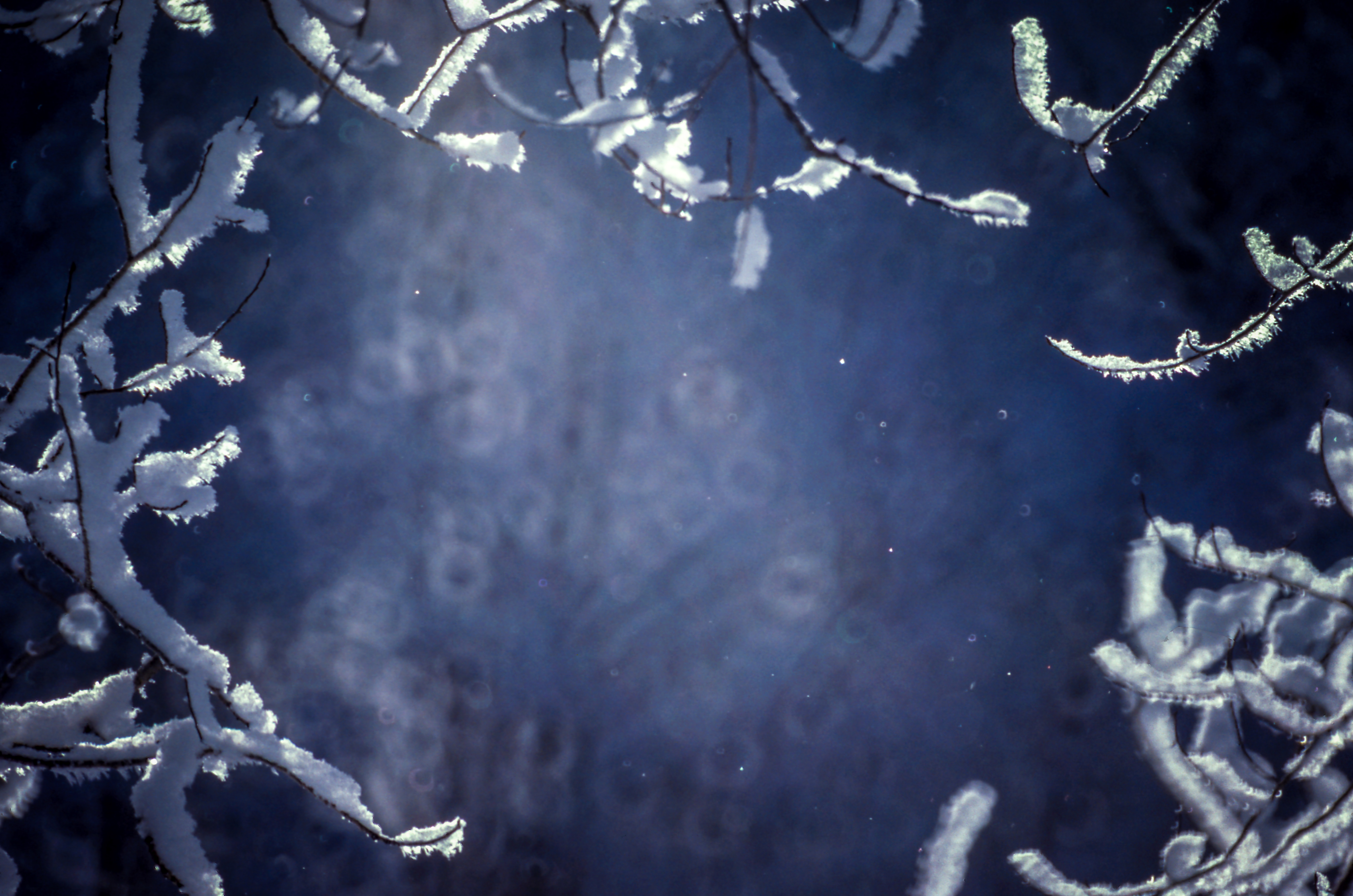 Snow-covered branches in blue winter light HD Wallpaper