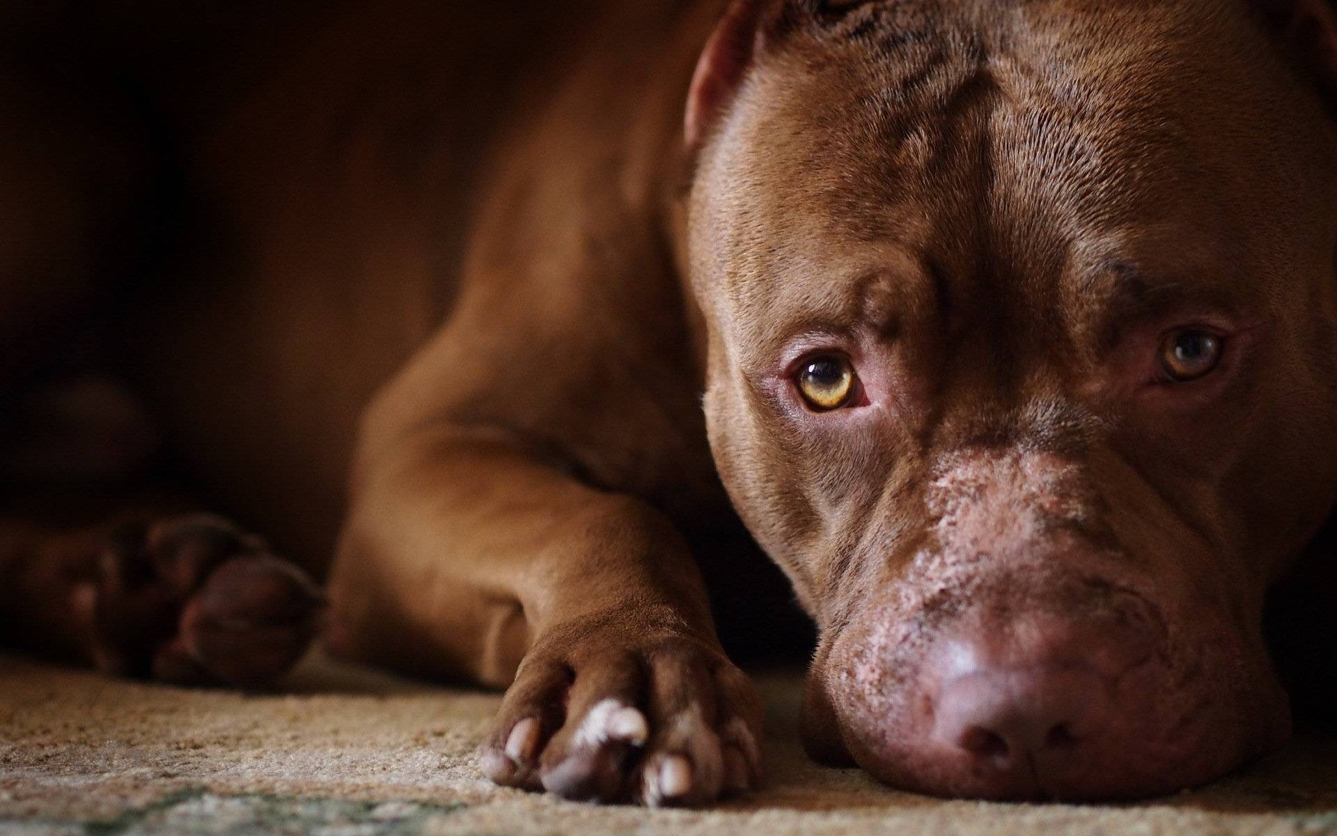 Close-up of a brown pitbull dog lying down HD Wallpaper