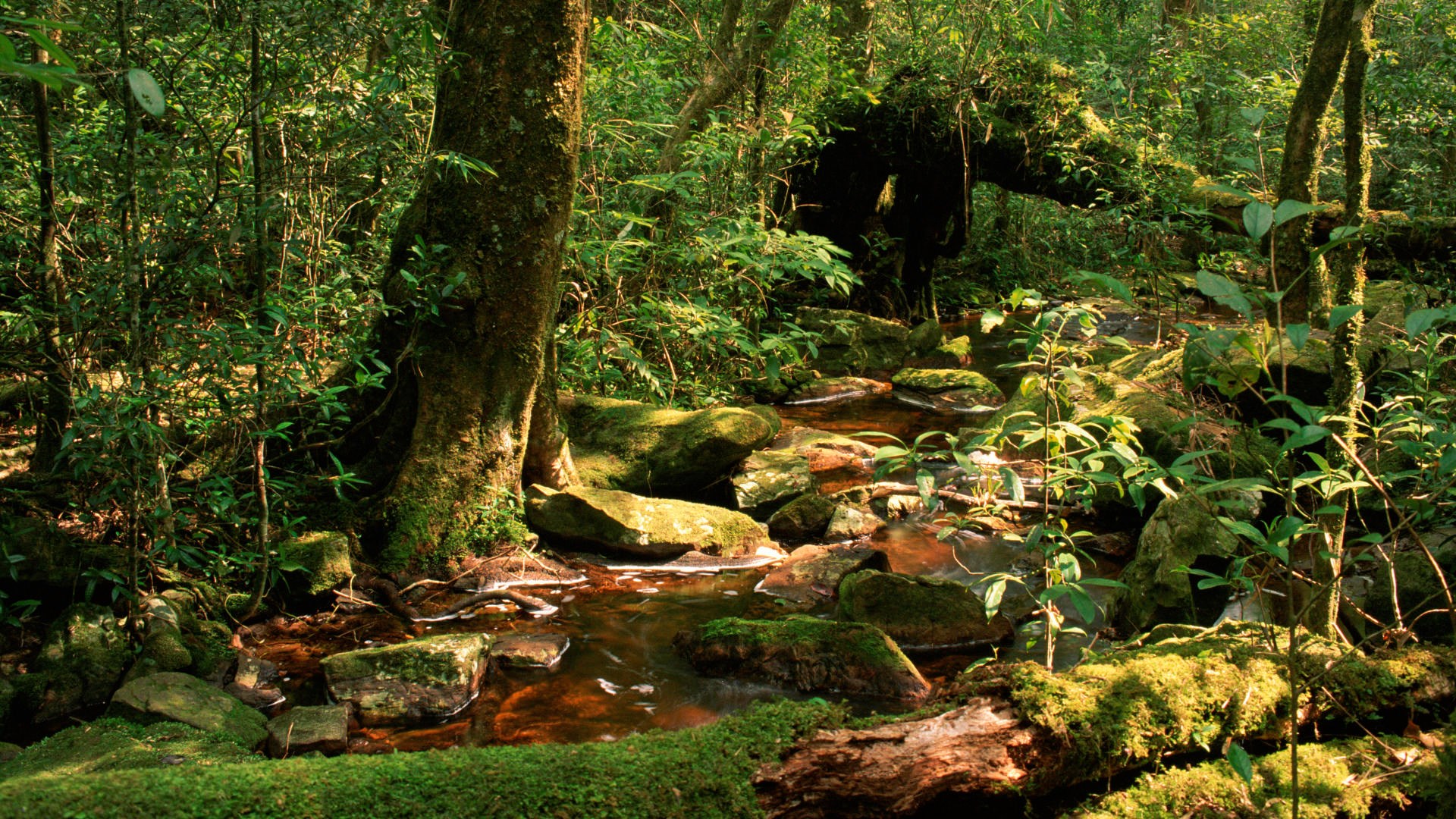 Mossy rocks and stream in a dense forest HD Wallpaper