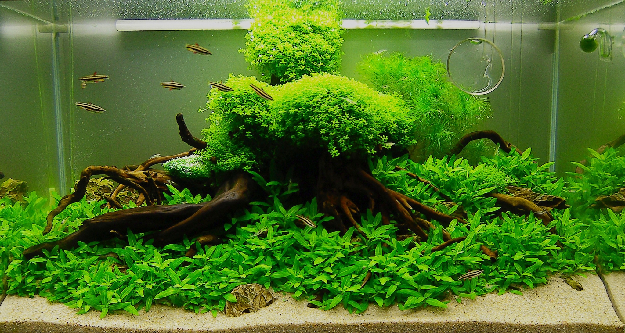Aquarium with fish and plants HD Wallpaper