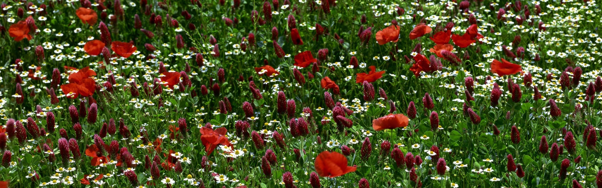 Field of red poppies and white daisies HD Wallpaper