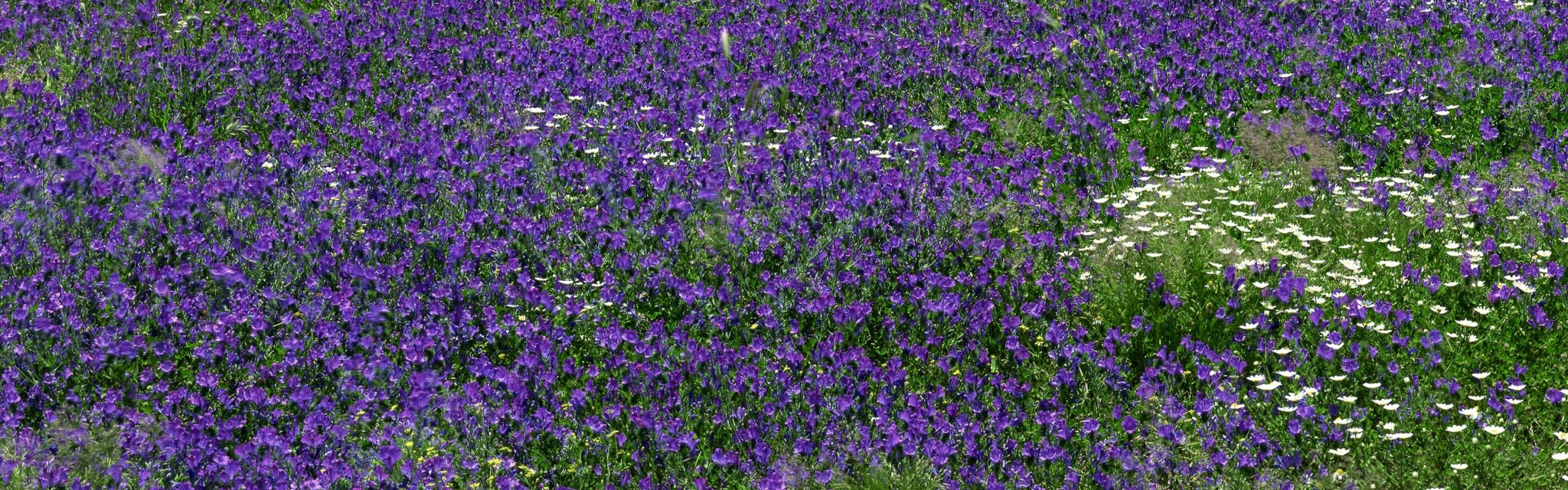 Field of purple and white flowers HD Wallpaper