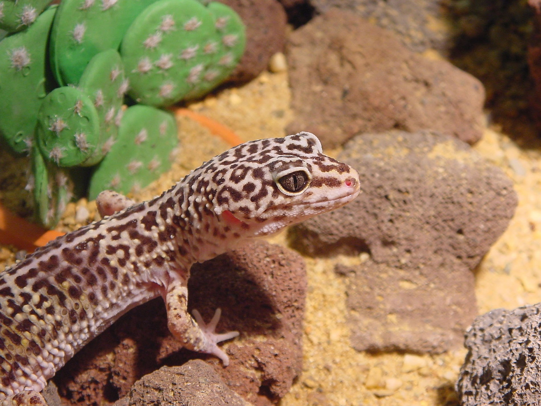 Leopard gecko on rocks with cactus HD Wallpaper