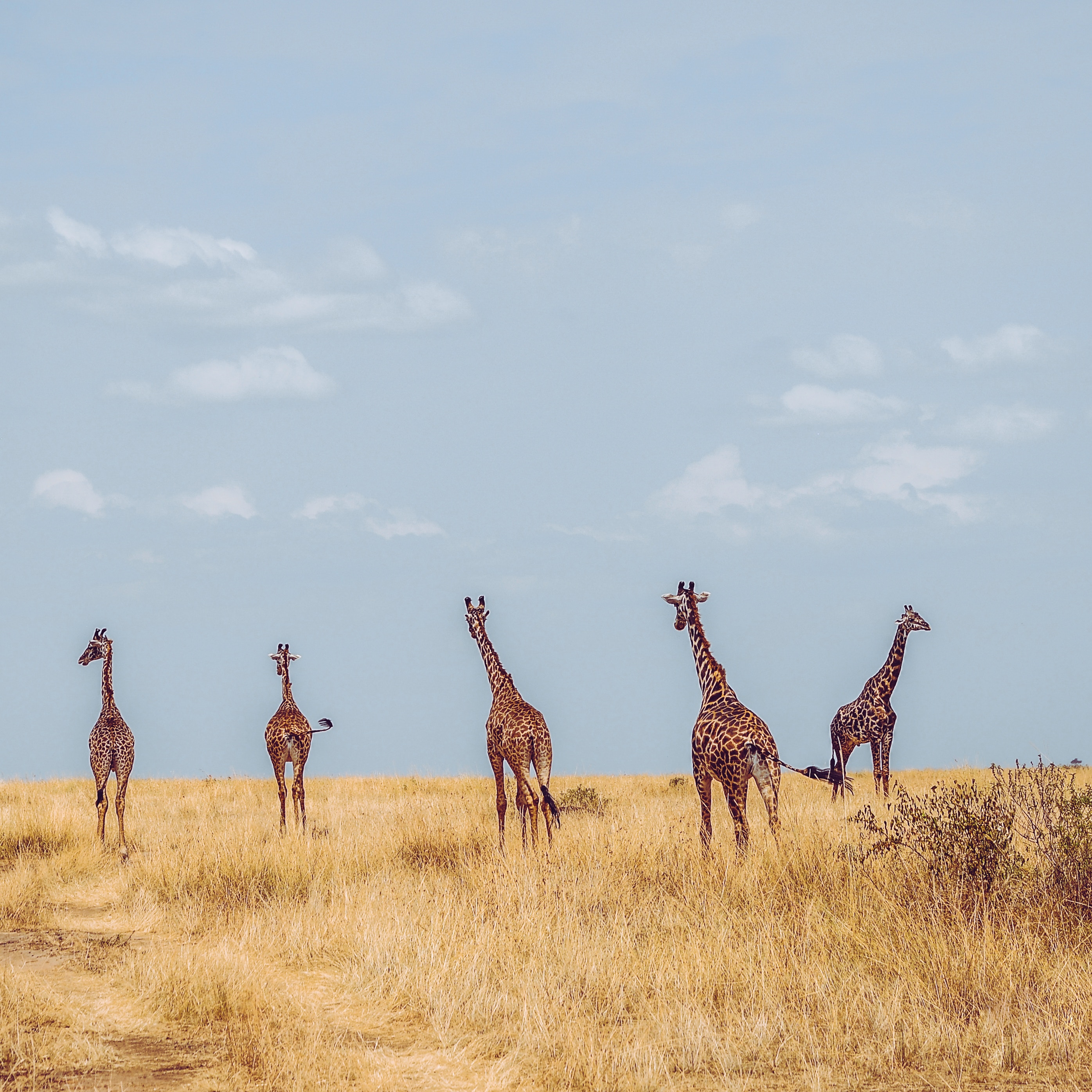 Five giraffes in Masai Mara National Park, Kenya HD Wallpaper
