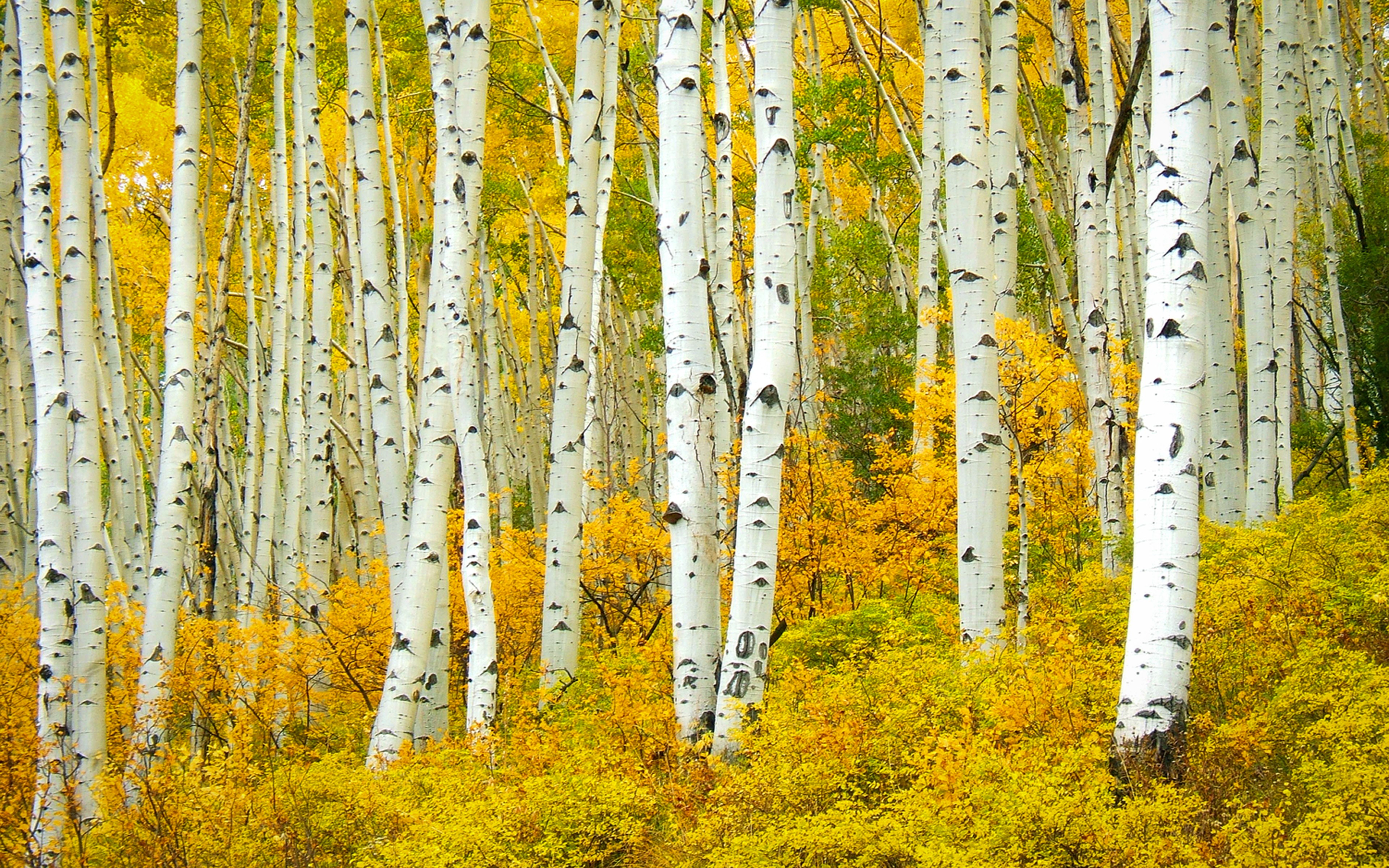 Aspen trees with yellow leaves in autumn HD Wallpaper