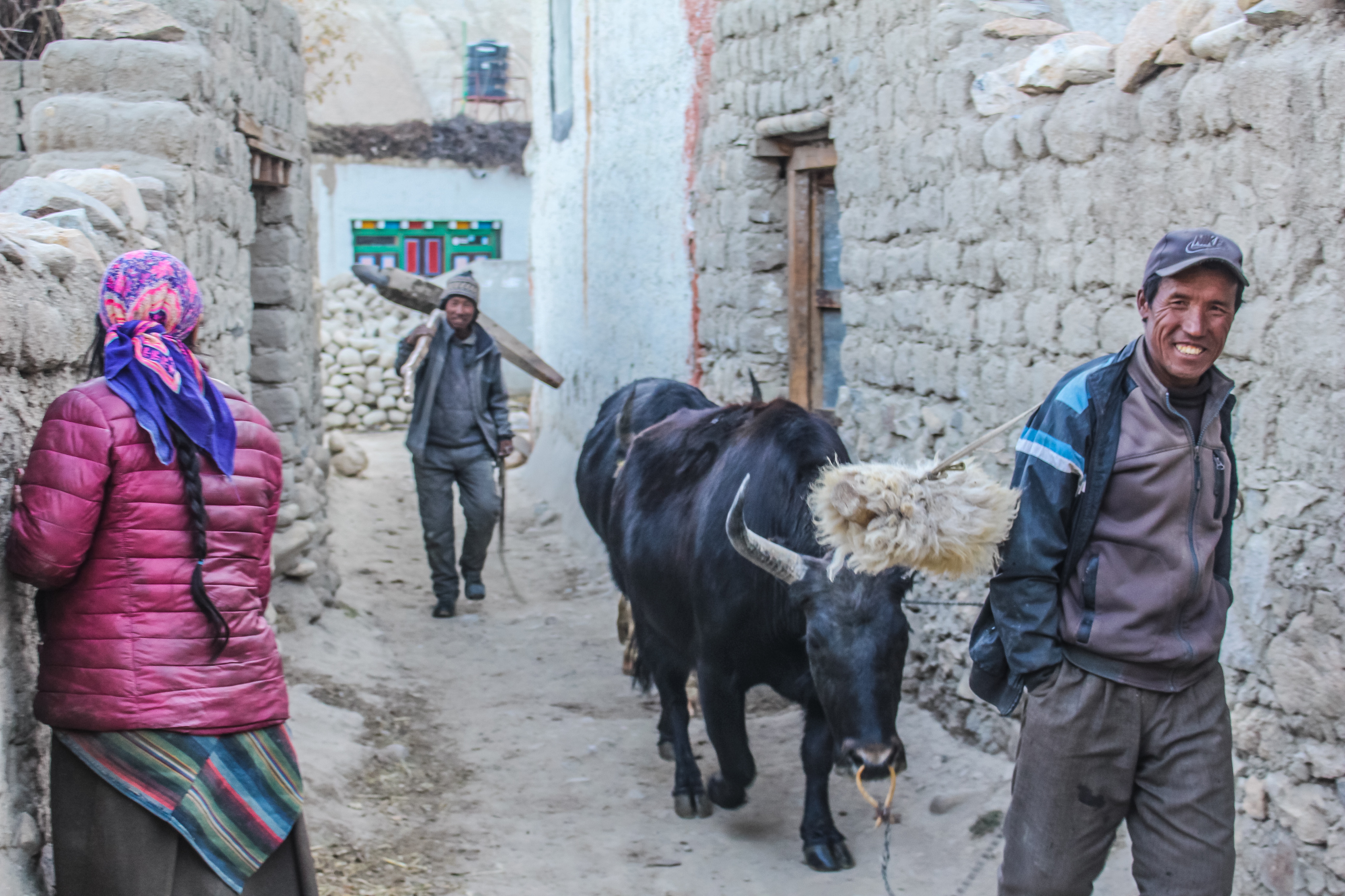 Man with yak in alley in Lo Manthang, Nepal HD Wallpaper